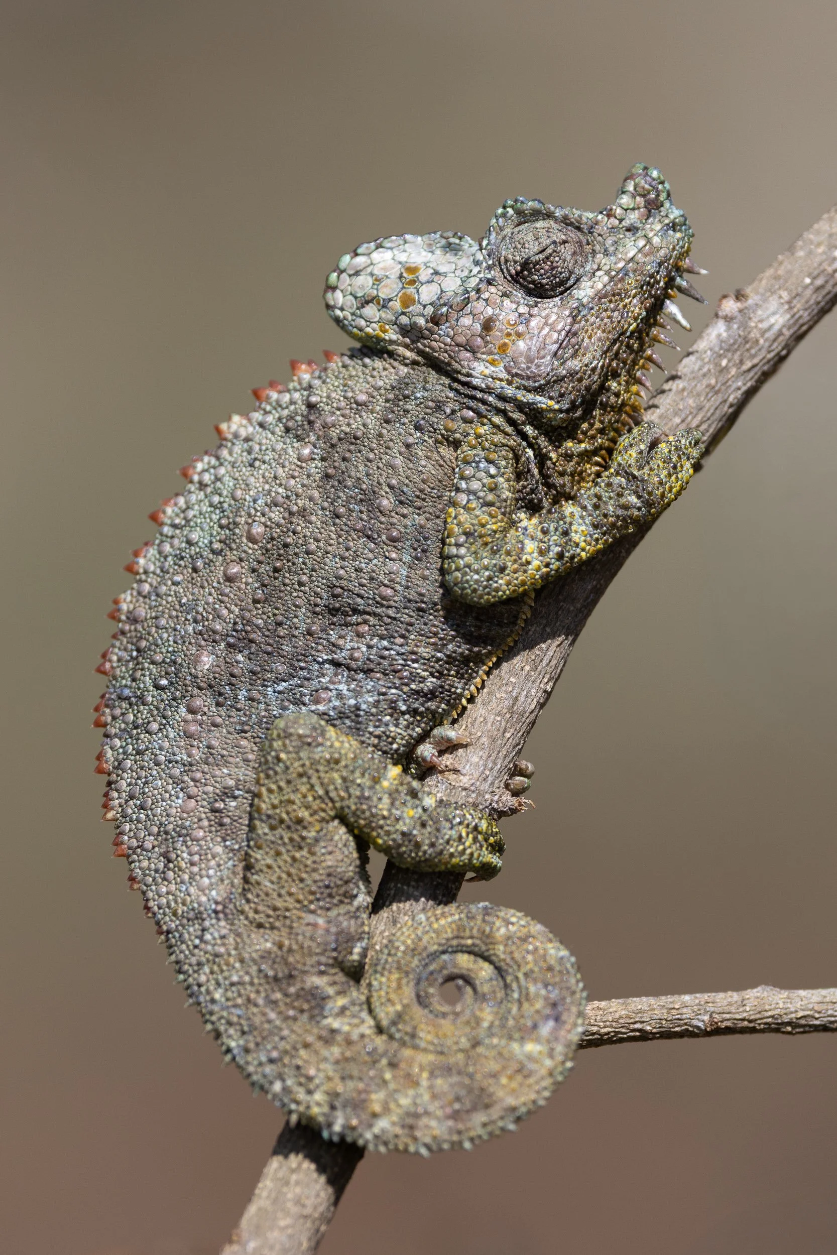 Chameleon