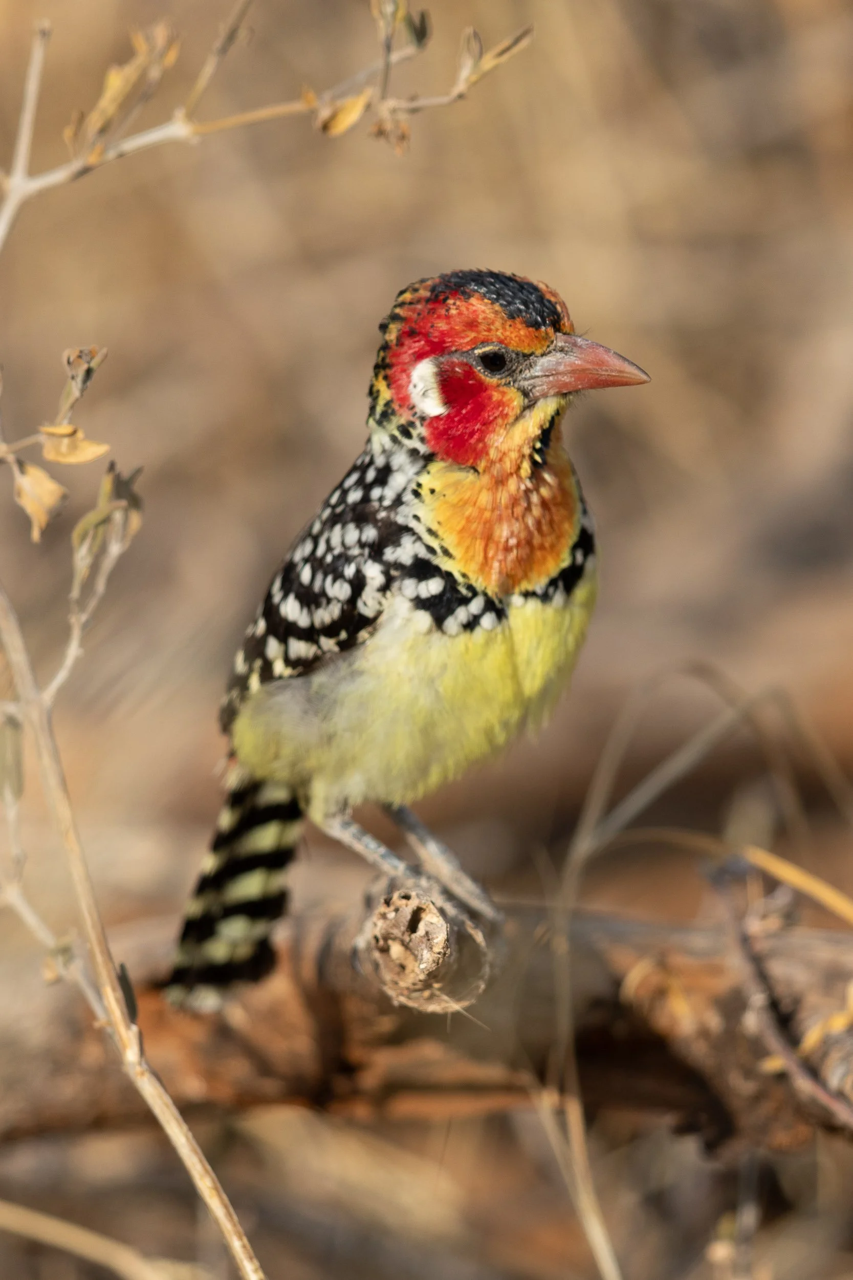Red-and-yellow Barbet