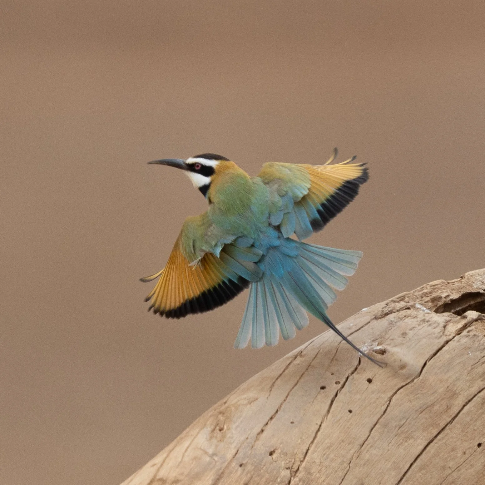 White-throated Bee-eater