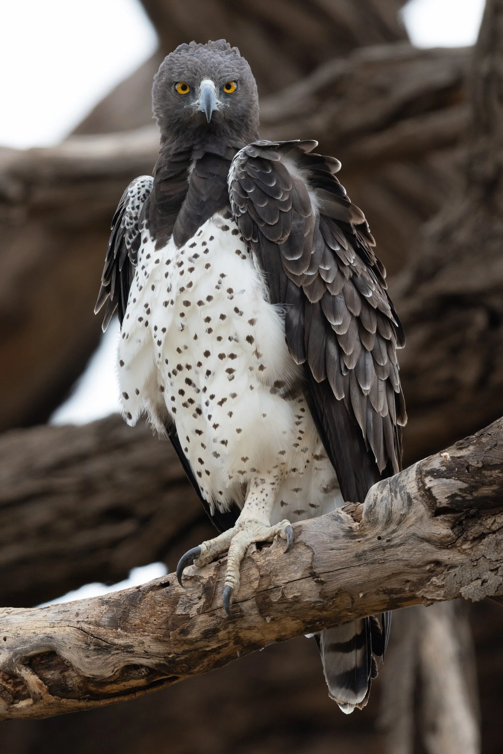 Martial Eagle
