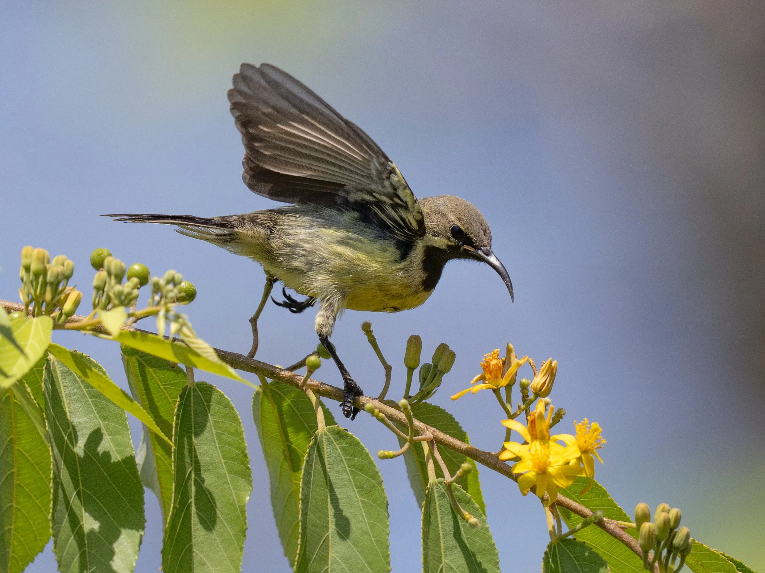 Variable Sunbird (female)