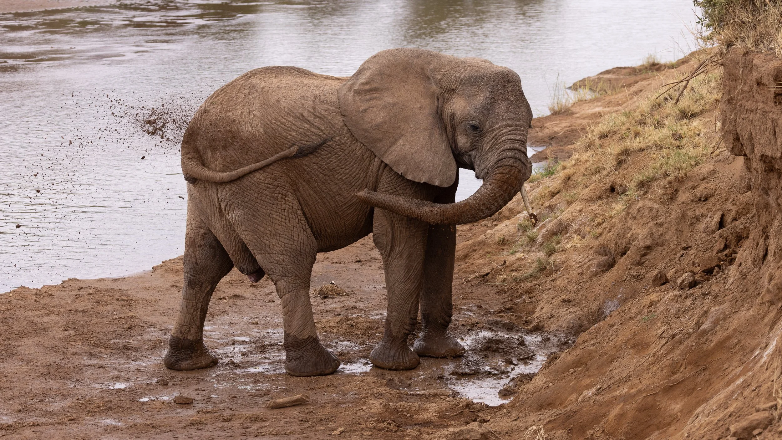 African Bush Elephant getting a mud bath