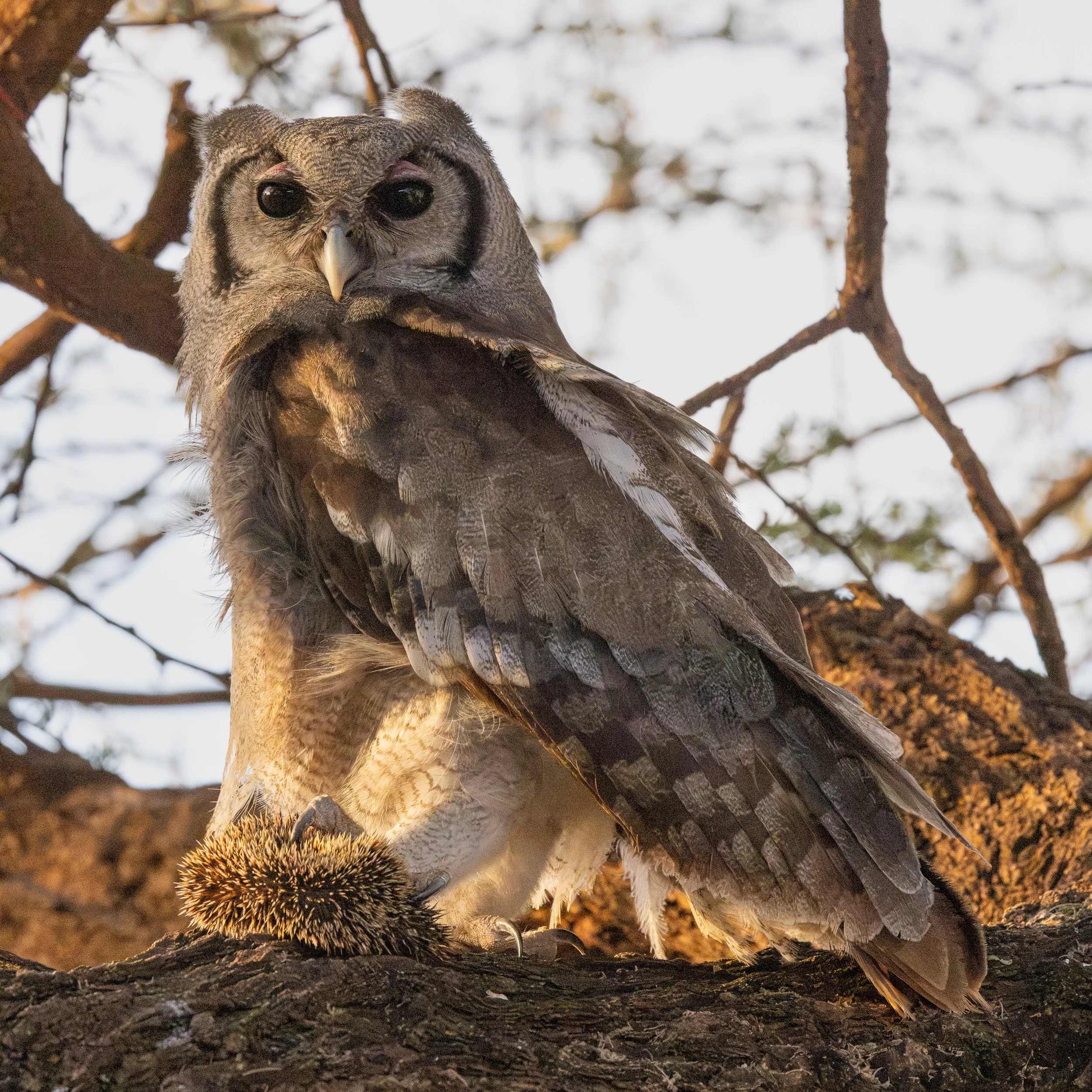 Verreaux's Eagle-Owl with Hedgehog