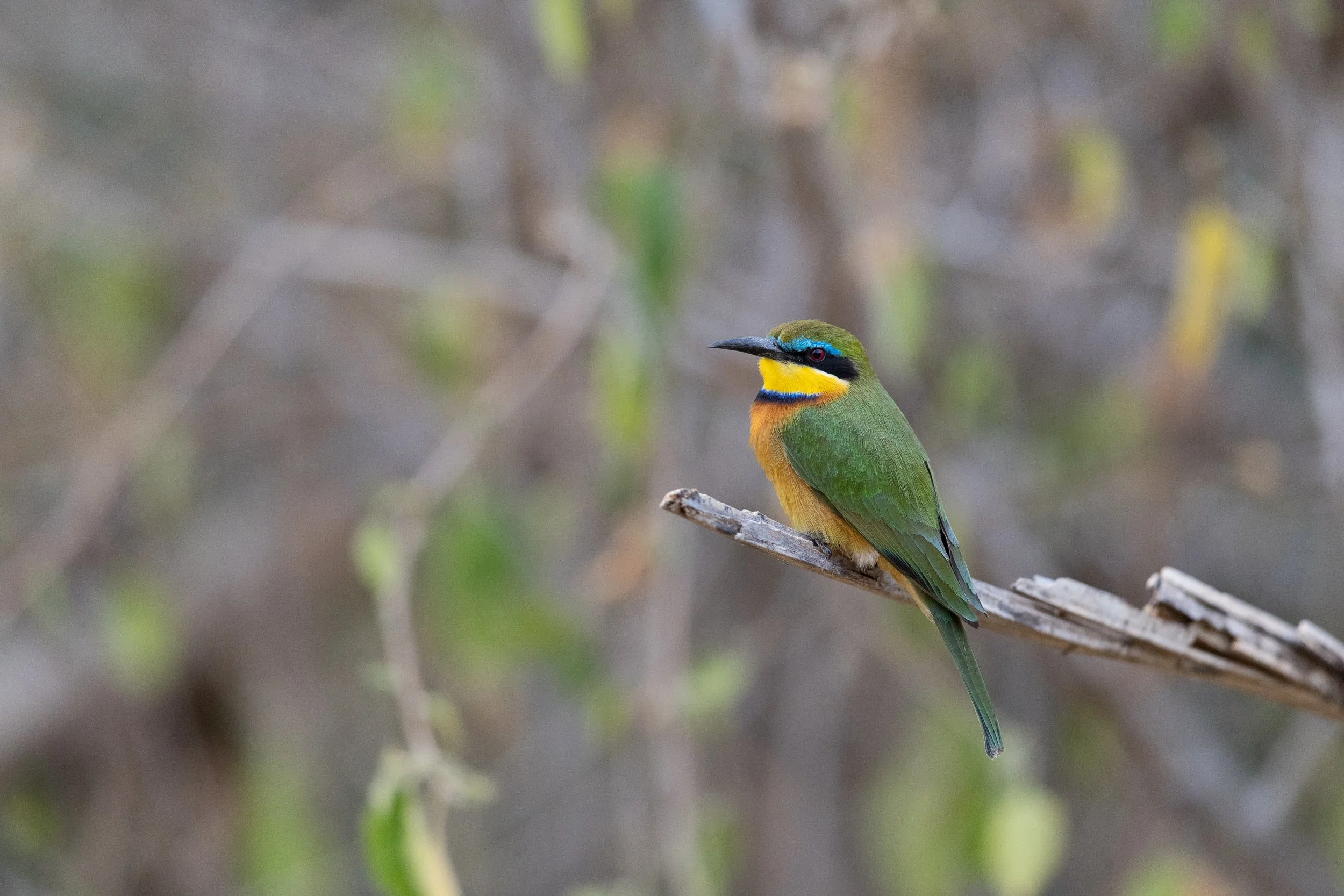 Little Bee-eater