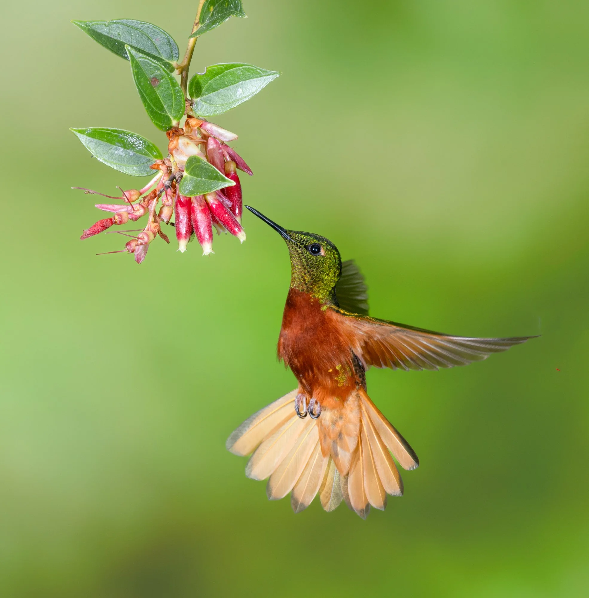 Hummingbirds