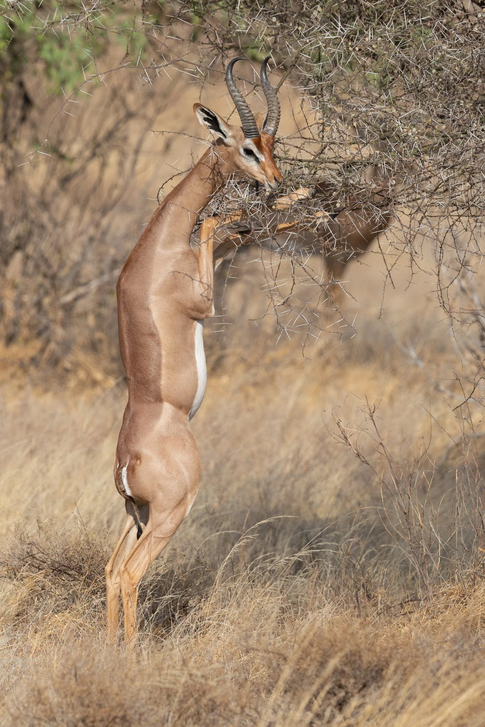 Gerenuk