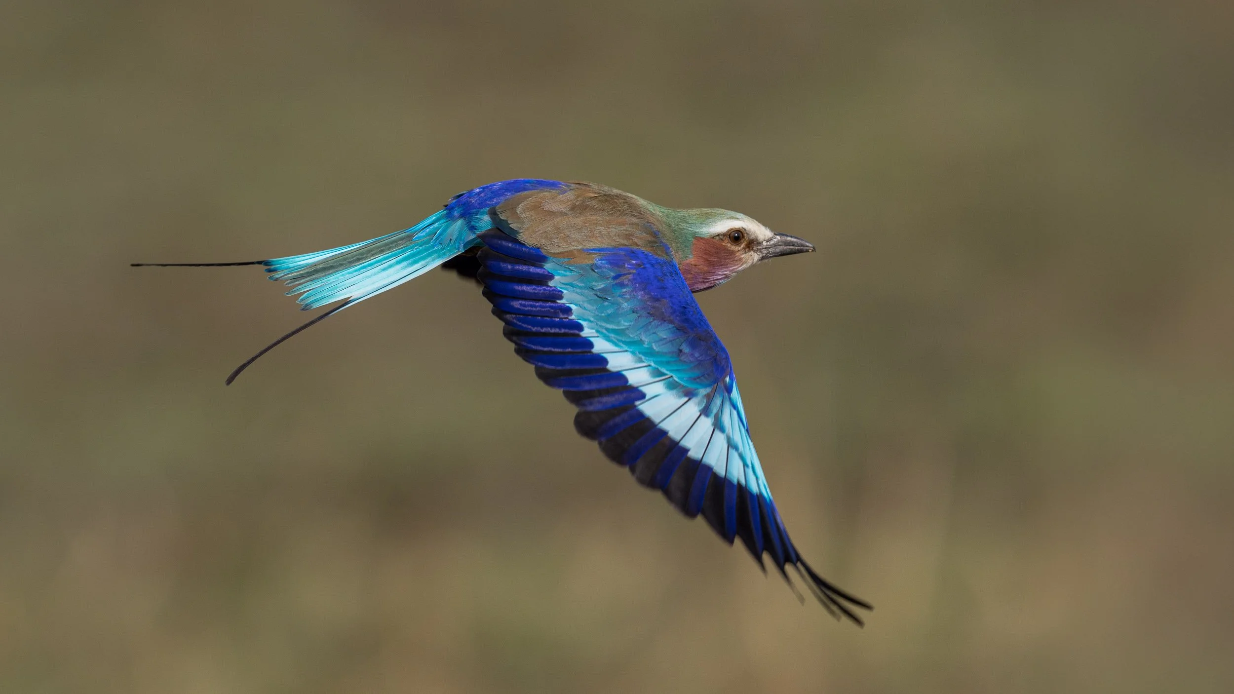 Lilac-breasted Roller