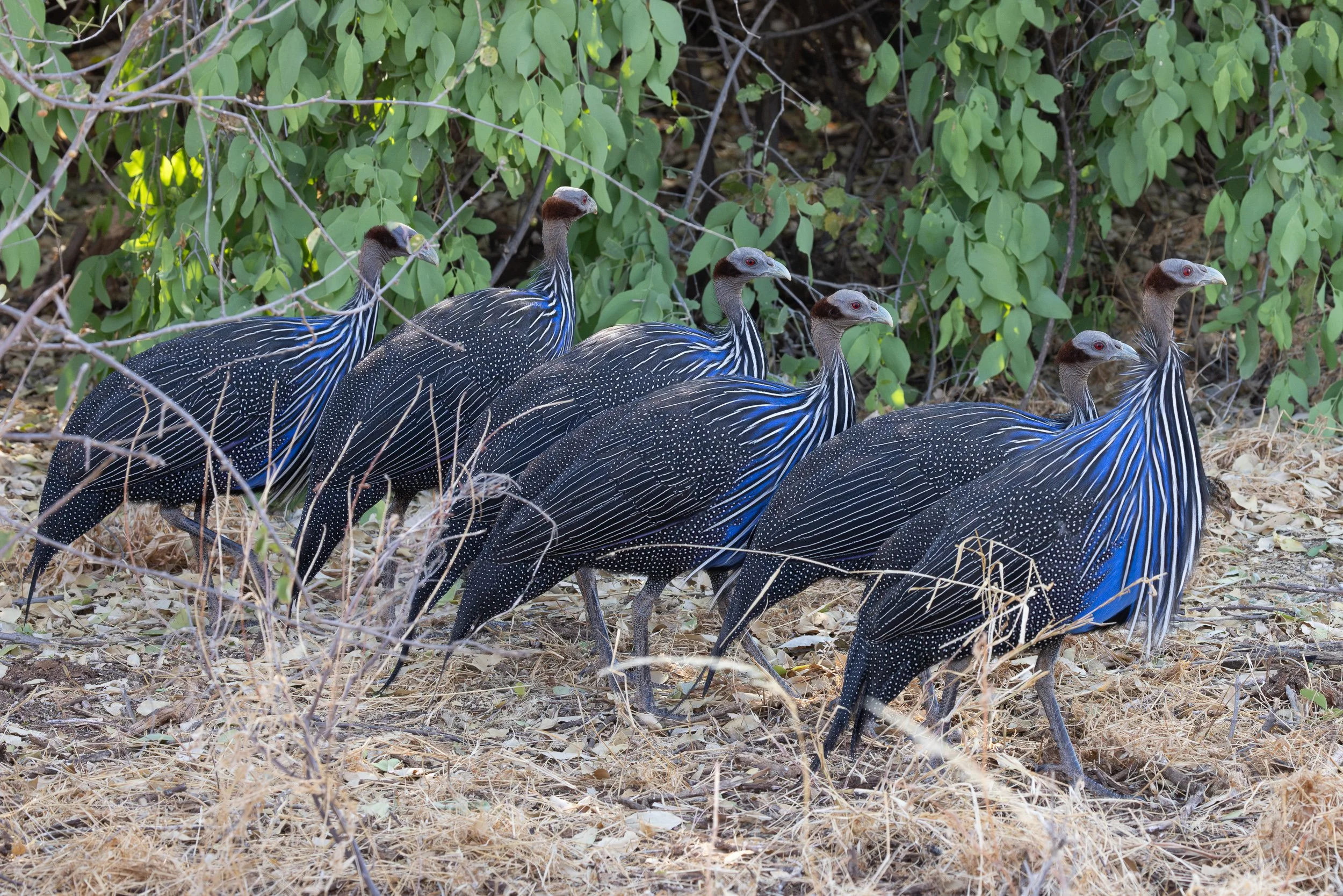 Vulturine Guineafowl