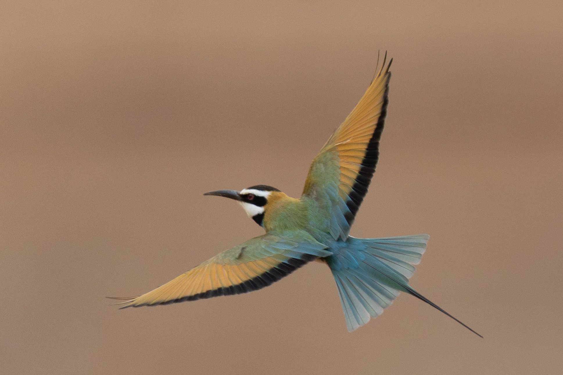 White-throated Bee-eater