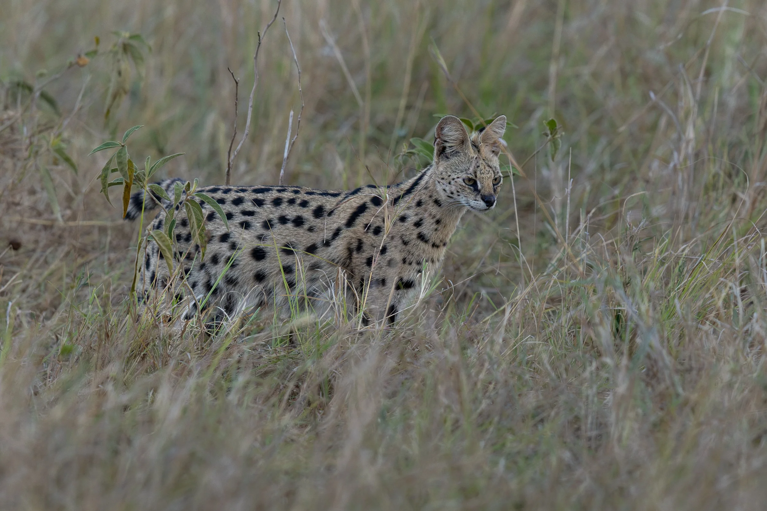 Serval Cat