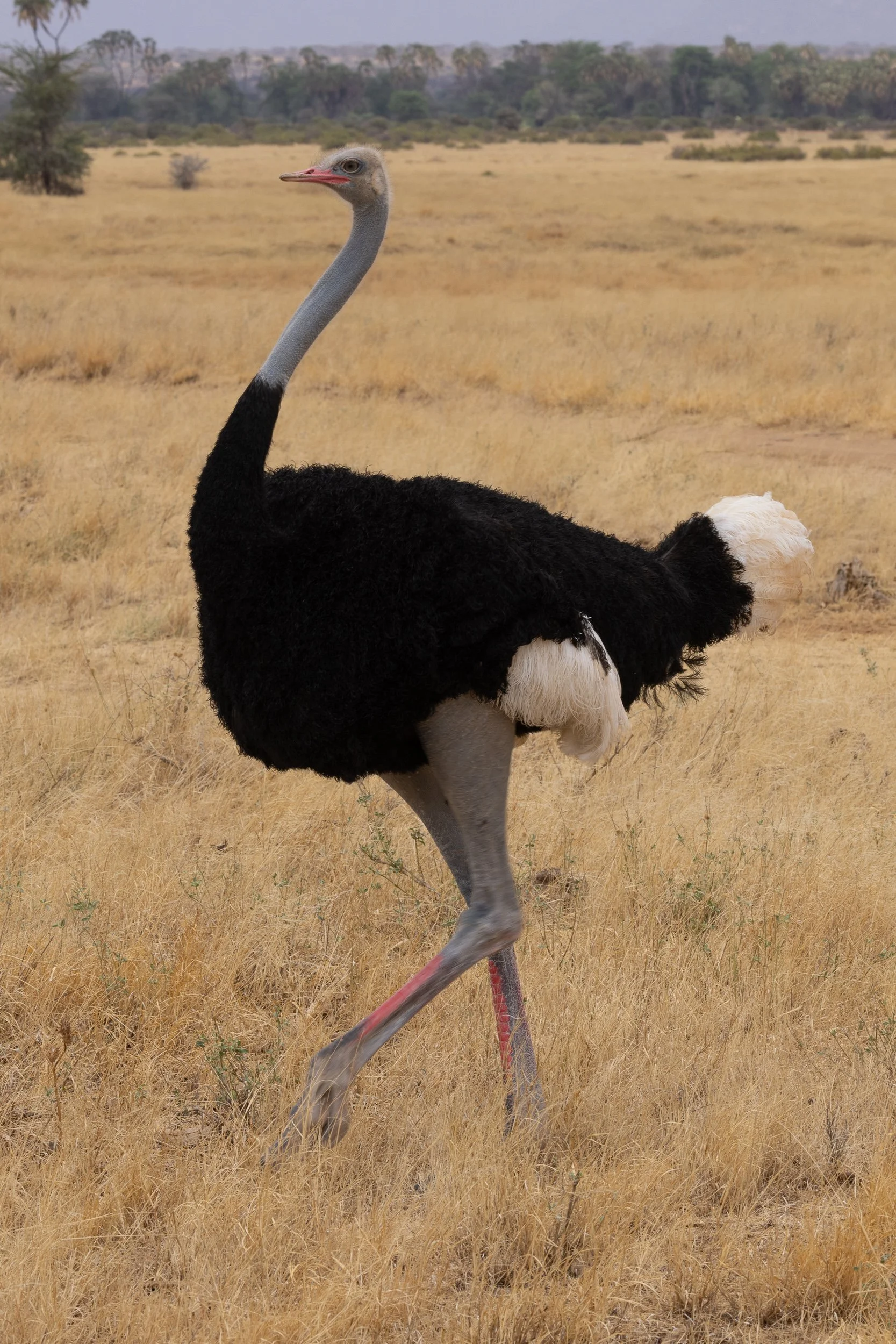 Somali Ostrich