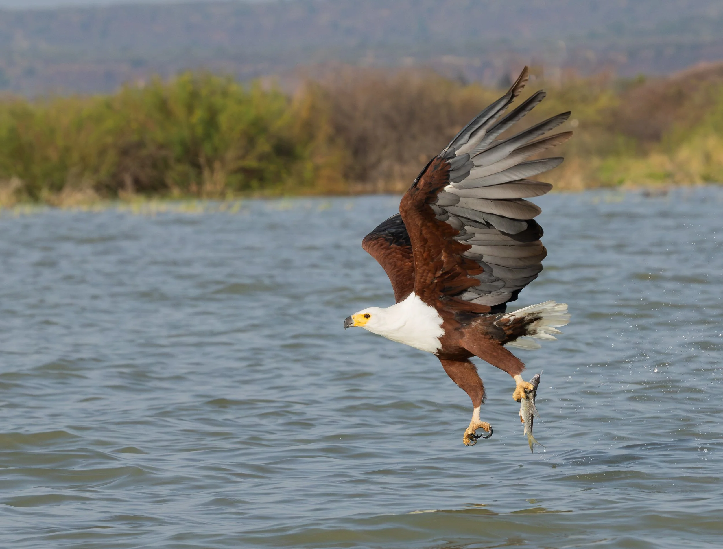 African Fish Eagle