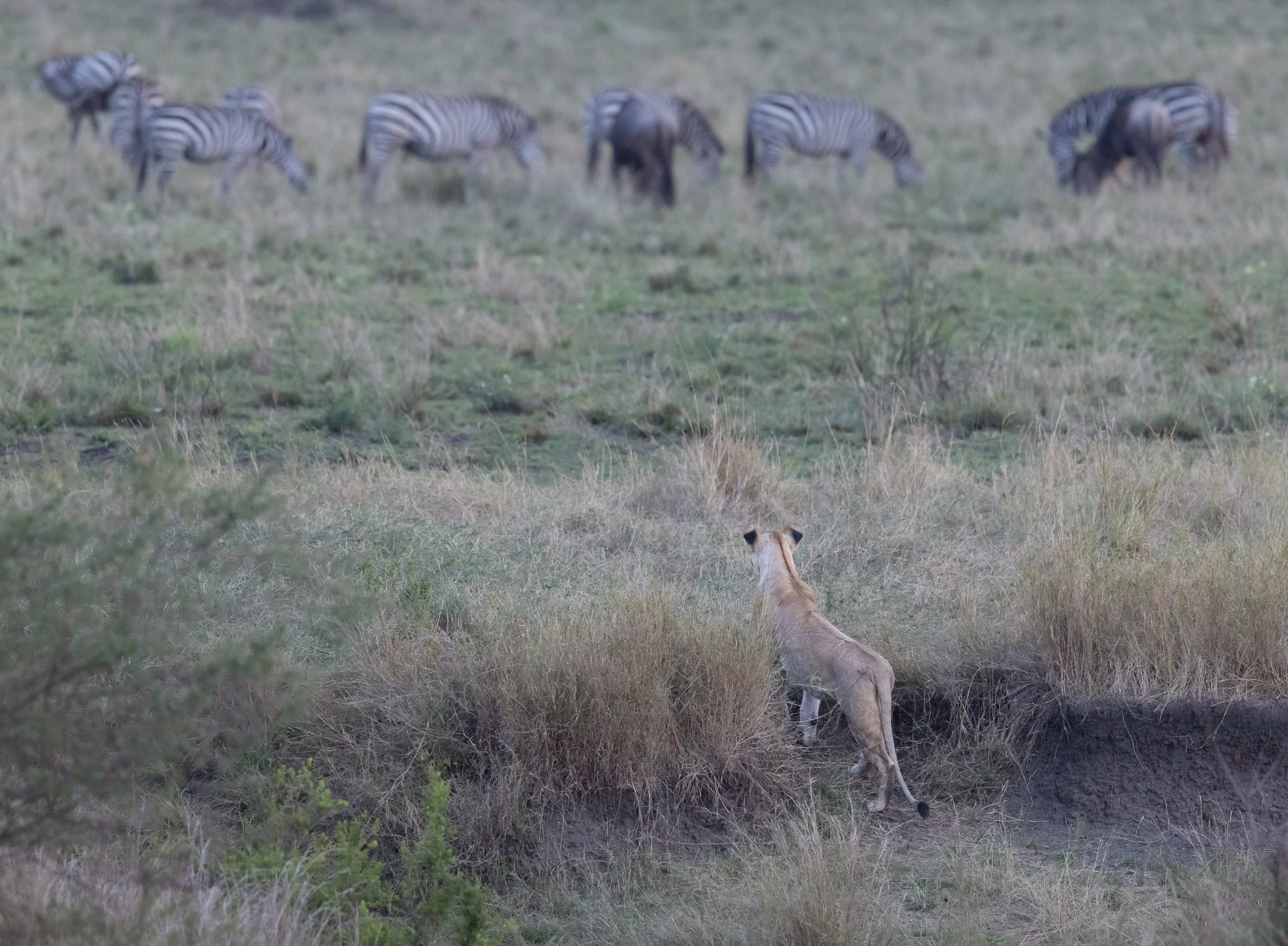 Lioness looking for dinner