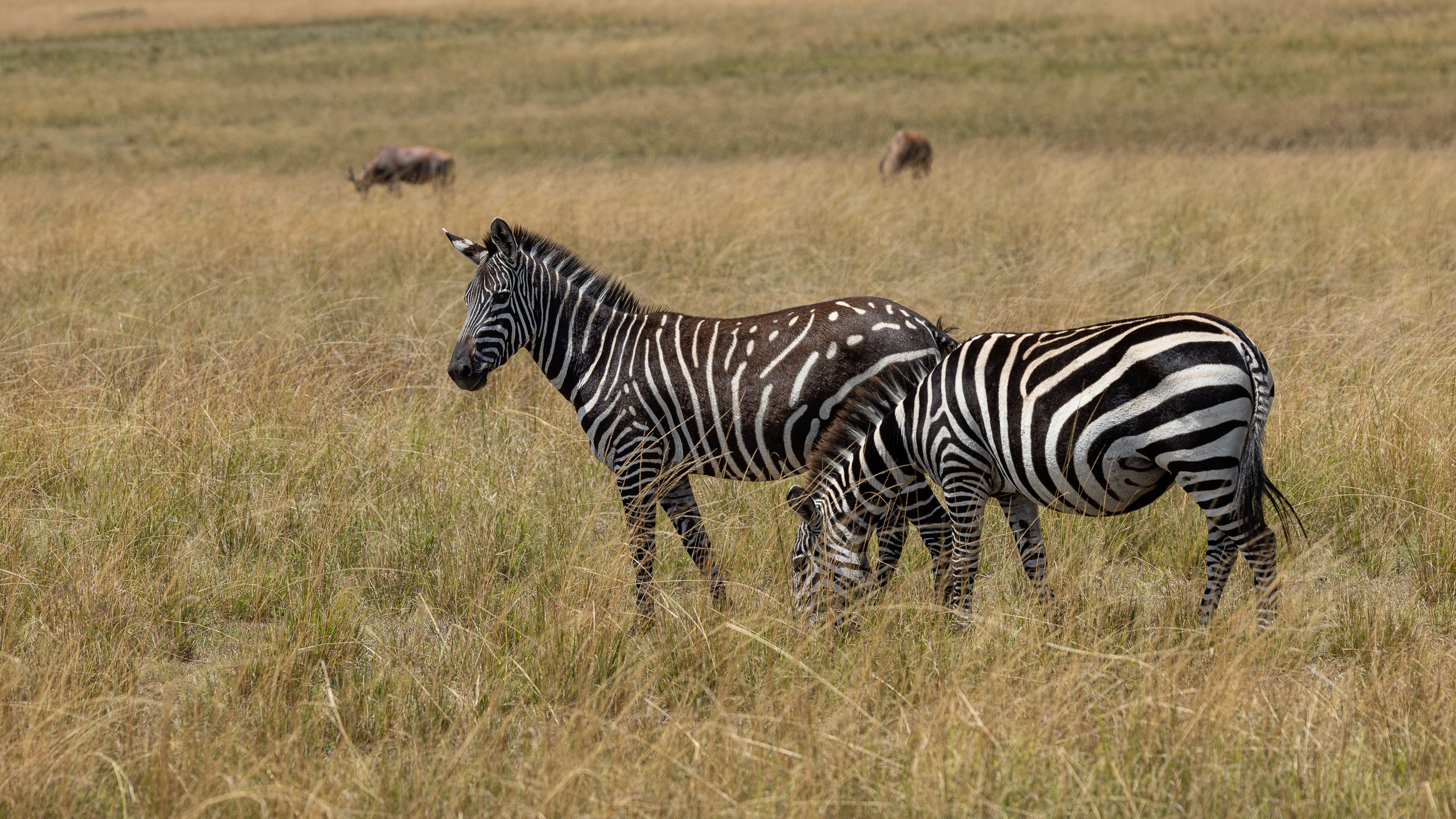 Pseudomelanistic Plains Zebra & Plains Zebra