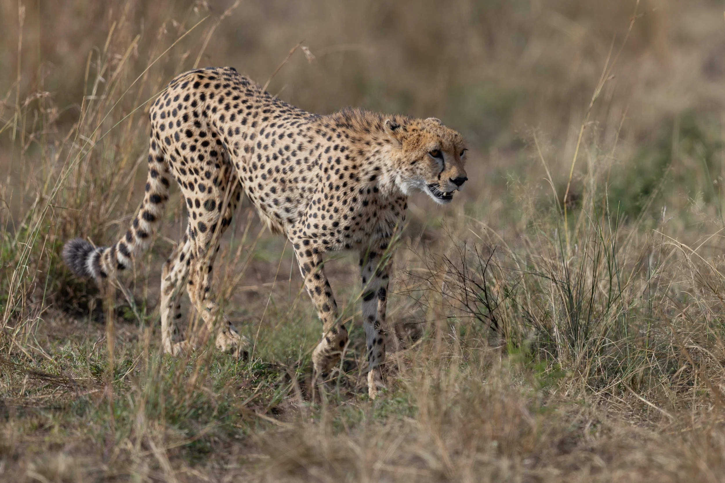 Cheetah