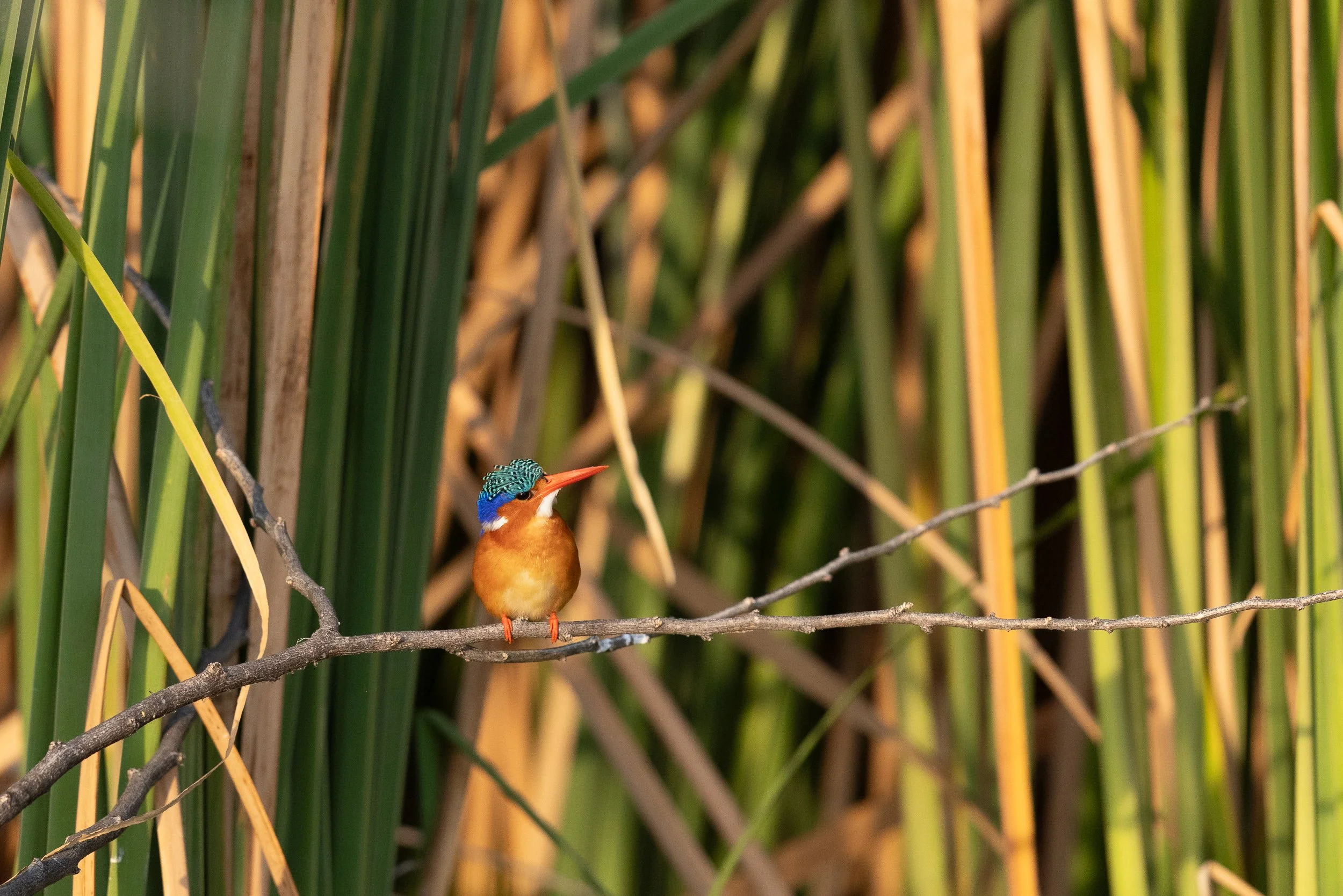 Malachite Kingfisher