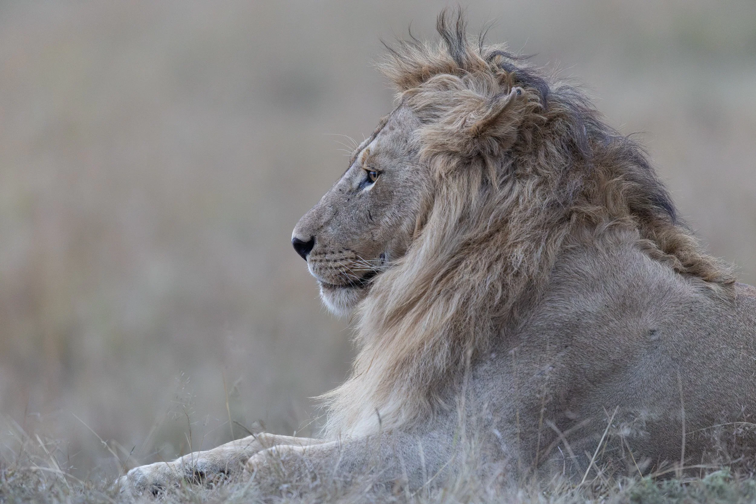 Male African Lion