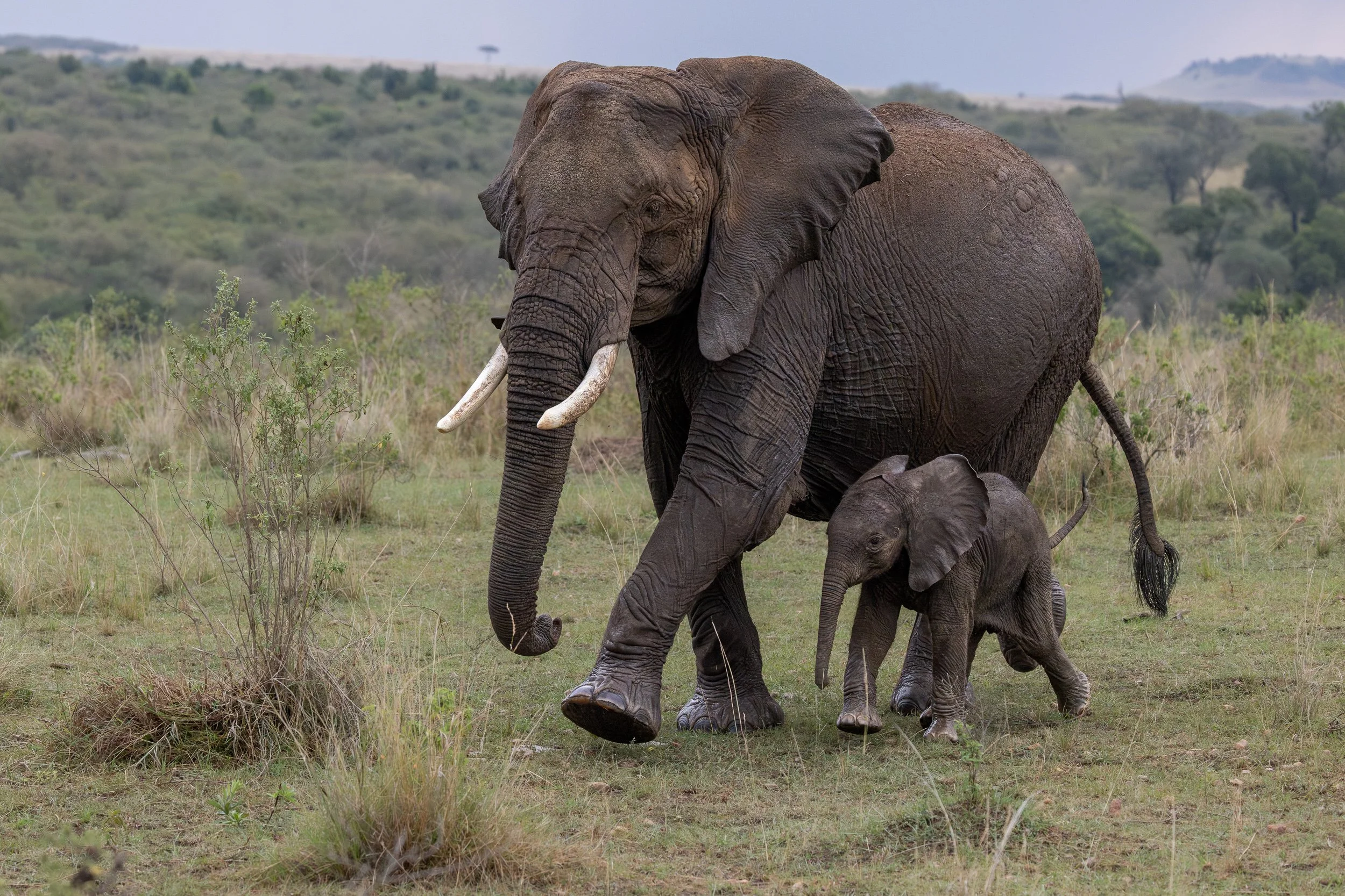 African Bush Elephant -mother and calf