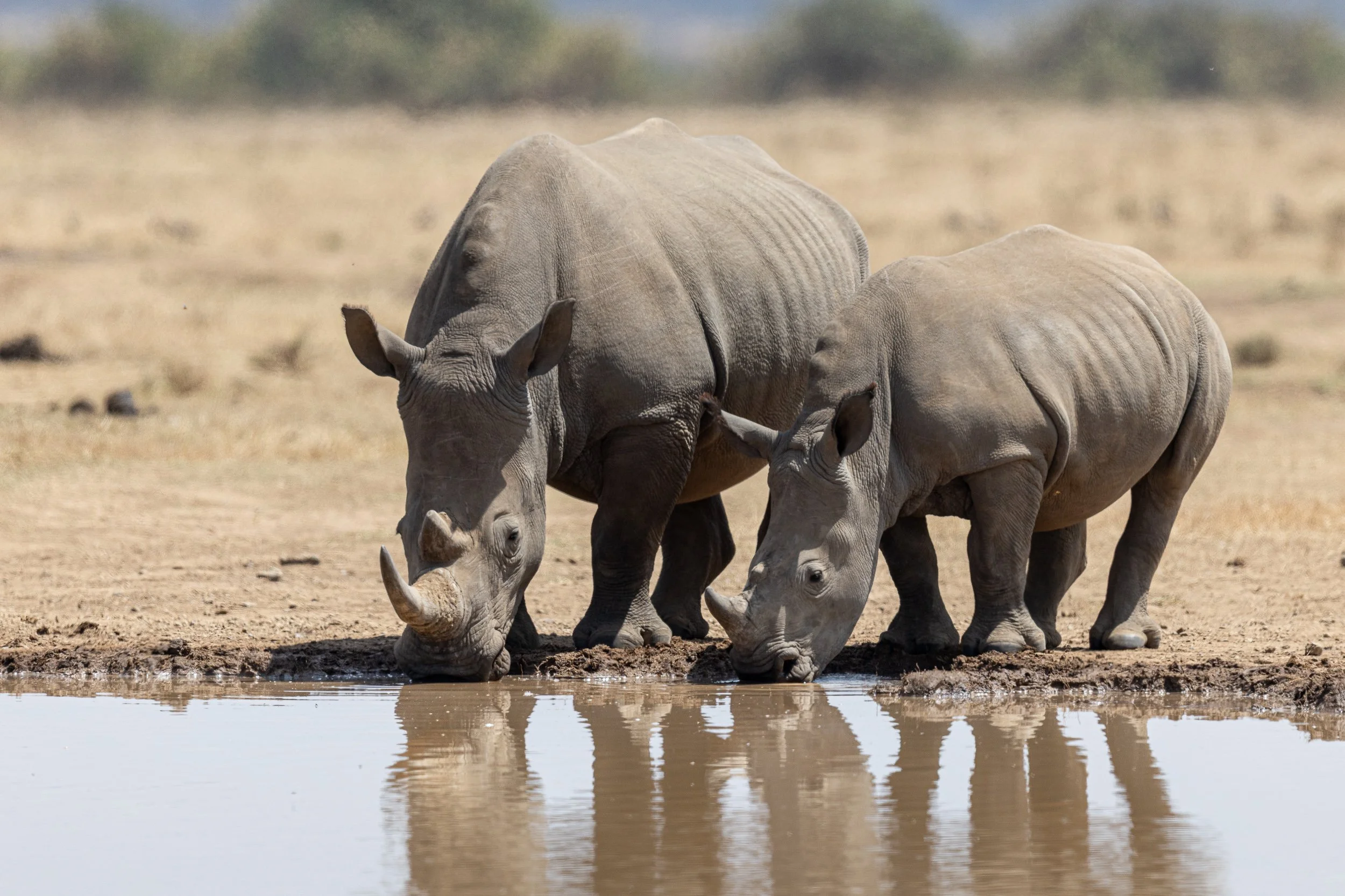 White Rhinoceroses drinking at waterhole