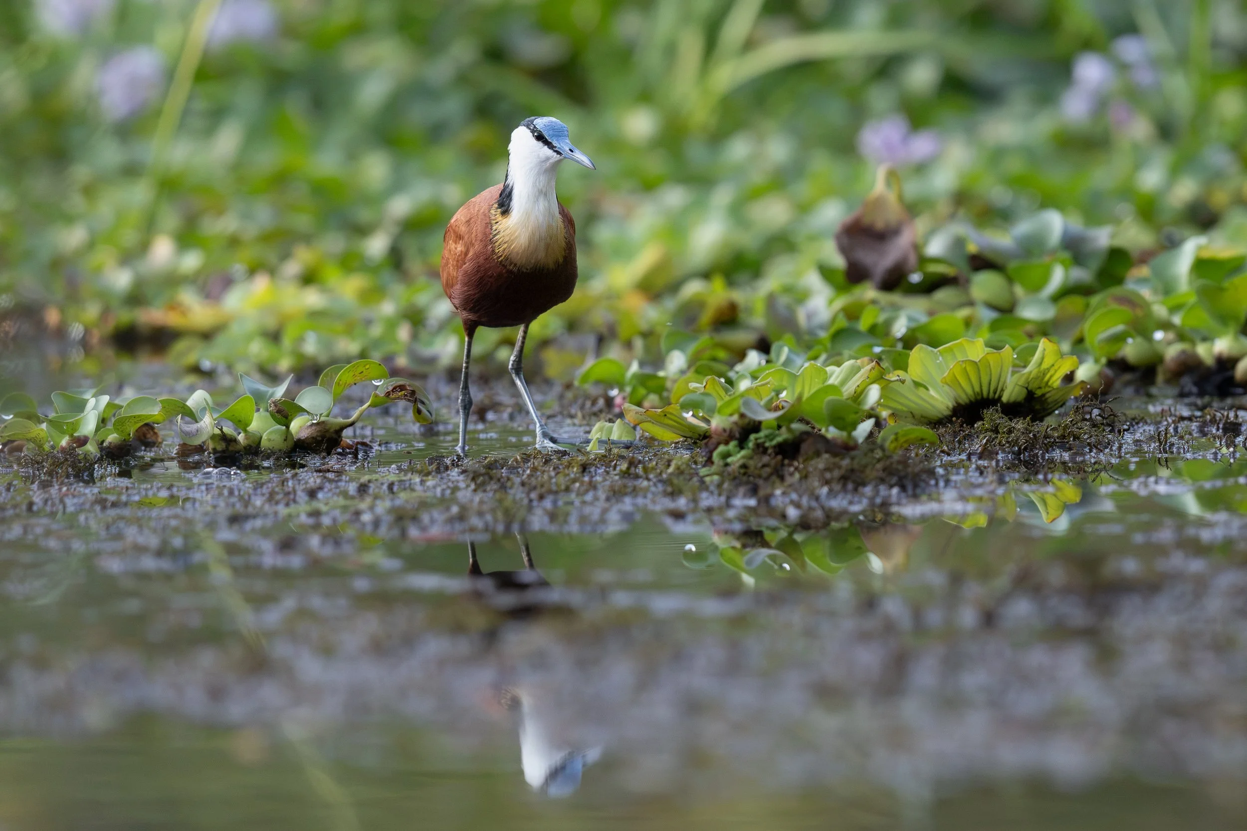 African Jacana