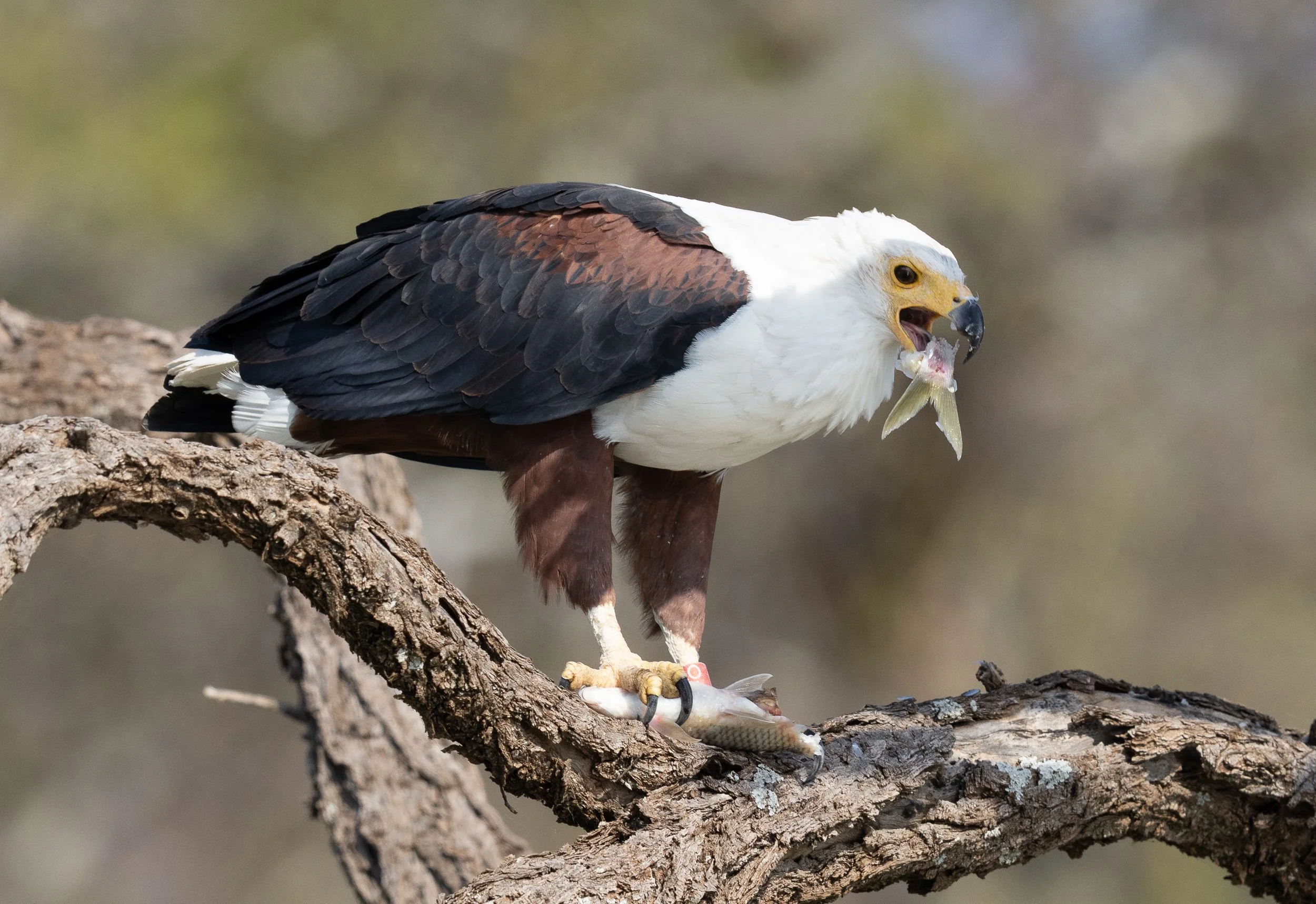 African Fish Eagle