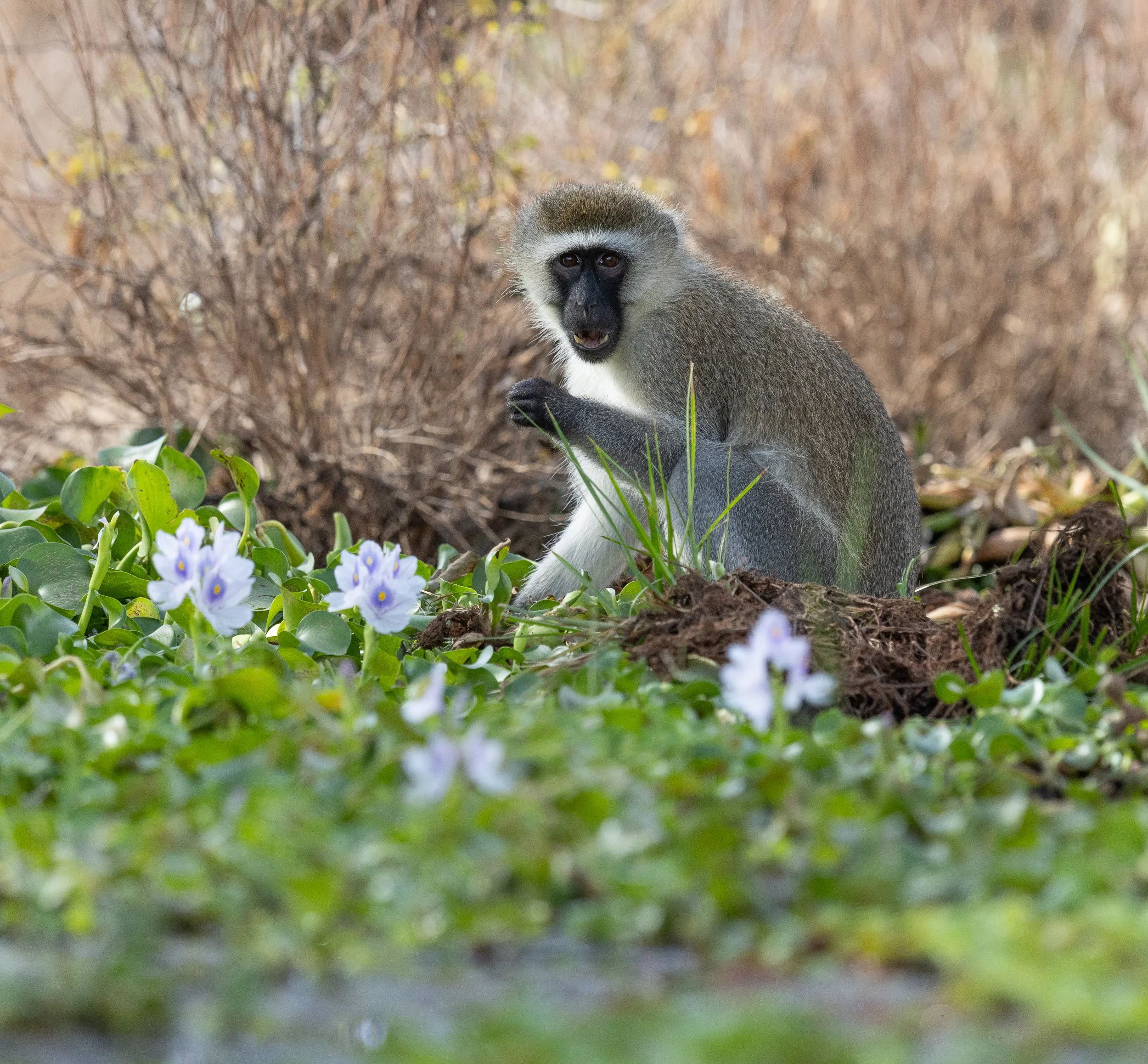 Vervet Monkey