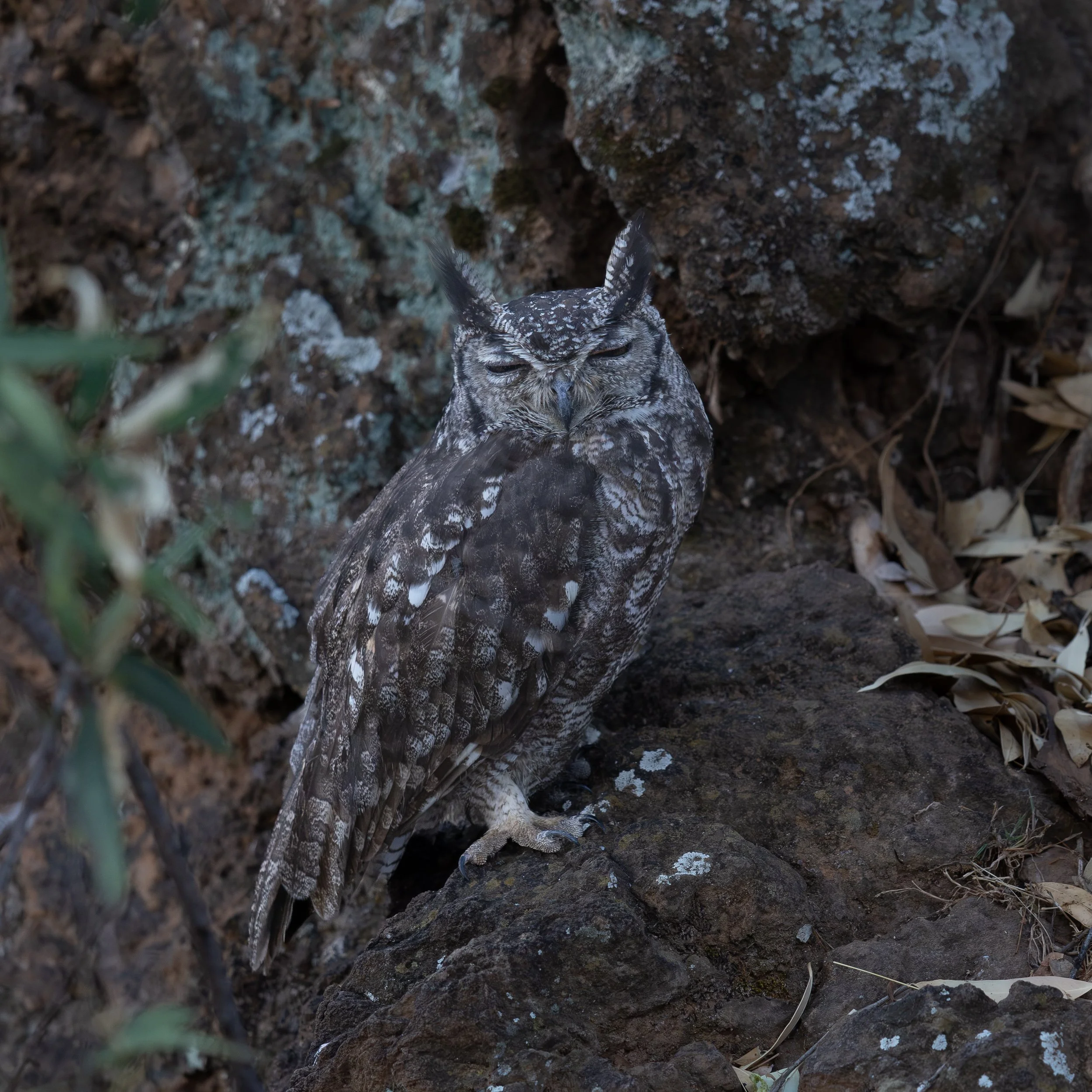 African Scops Owl