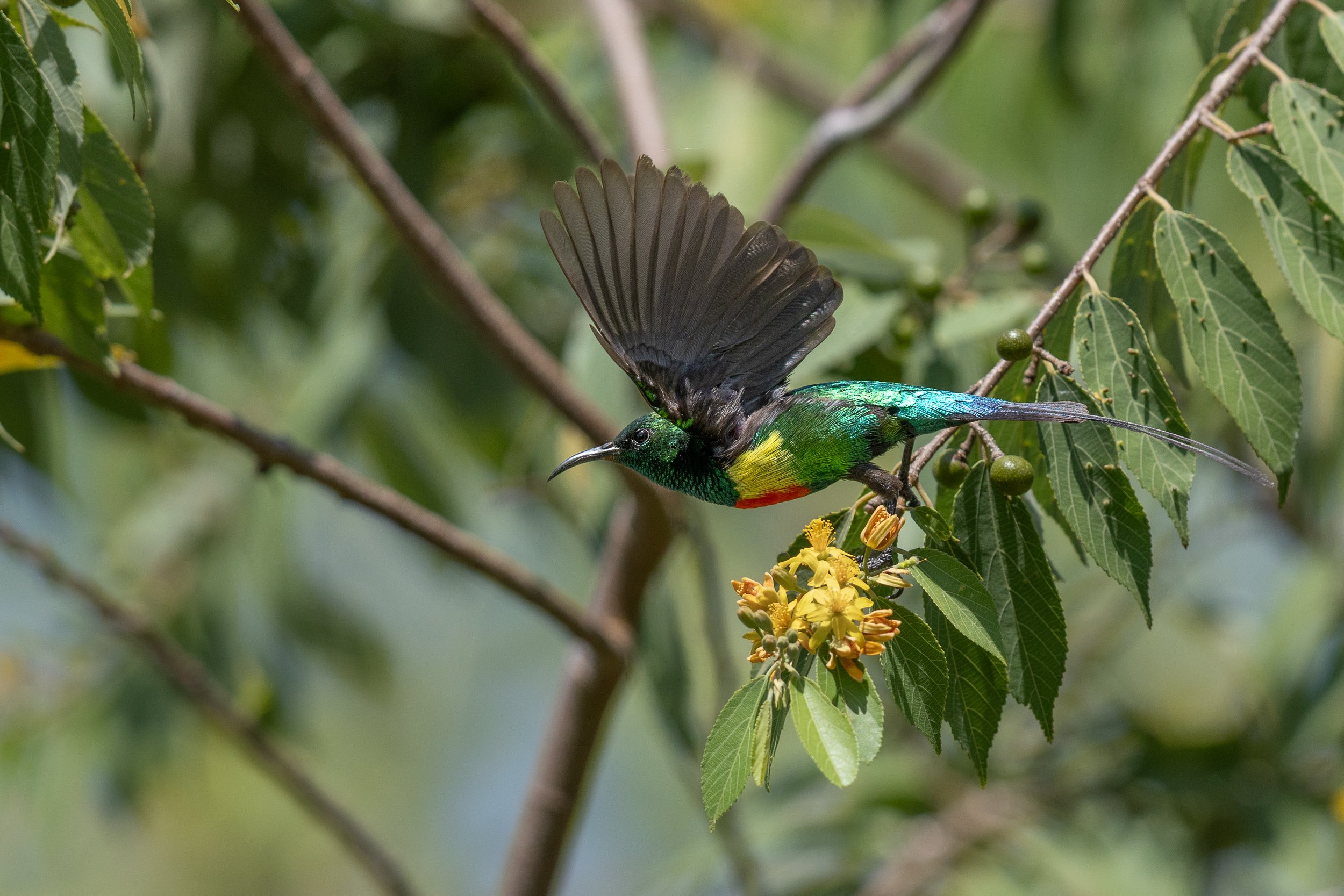 Beautiful Sunbird