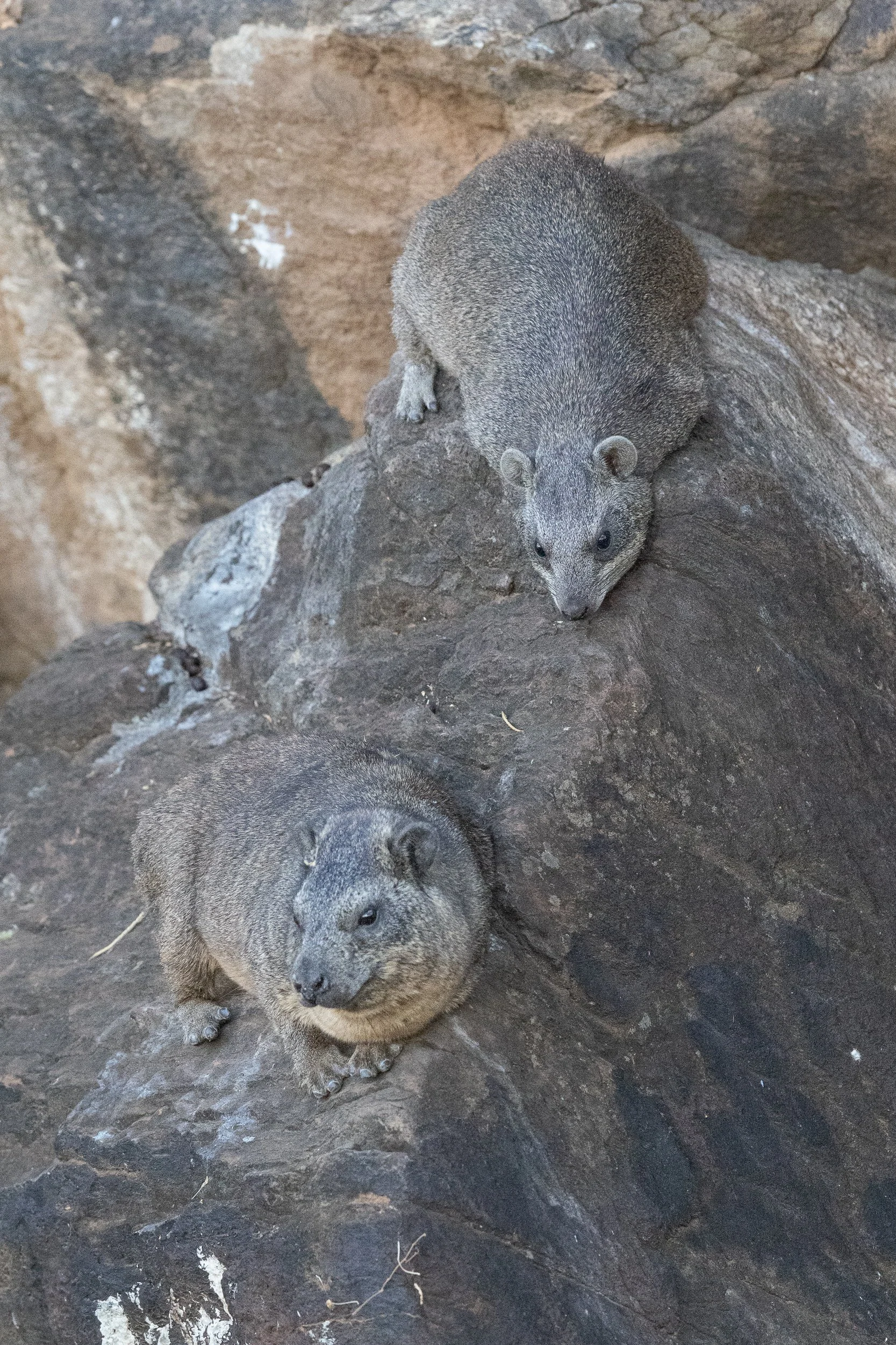 Rock Hyrax