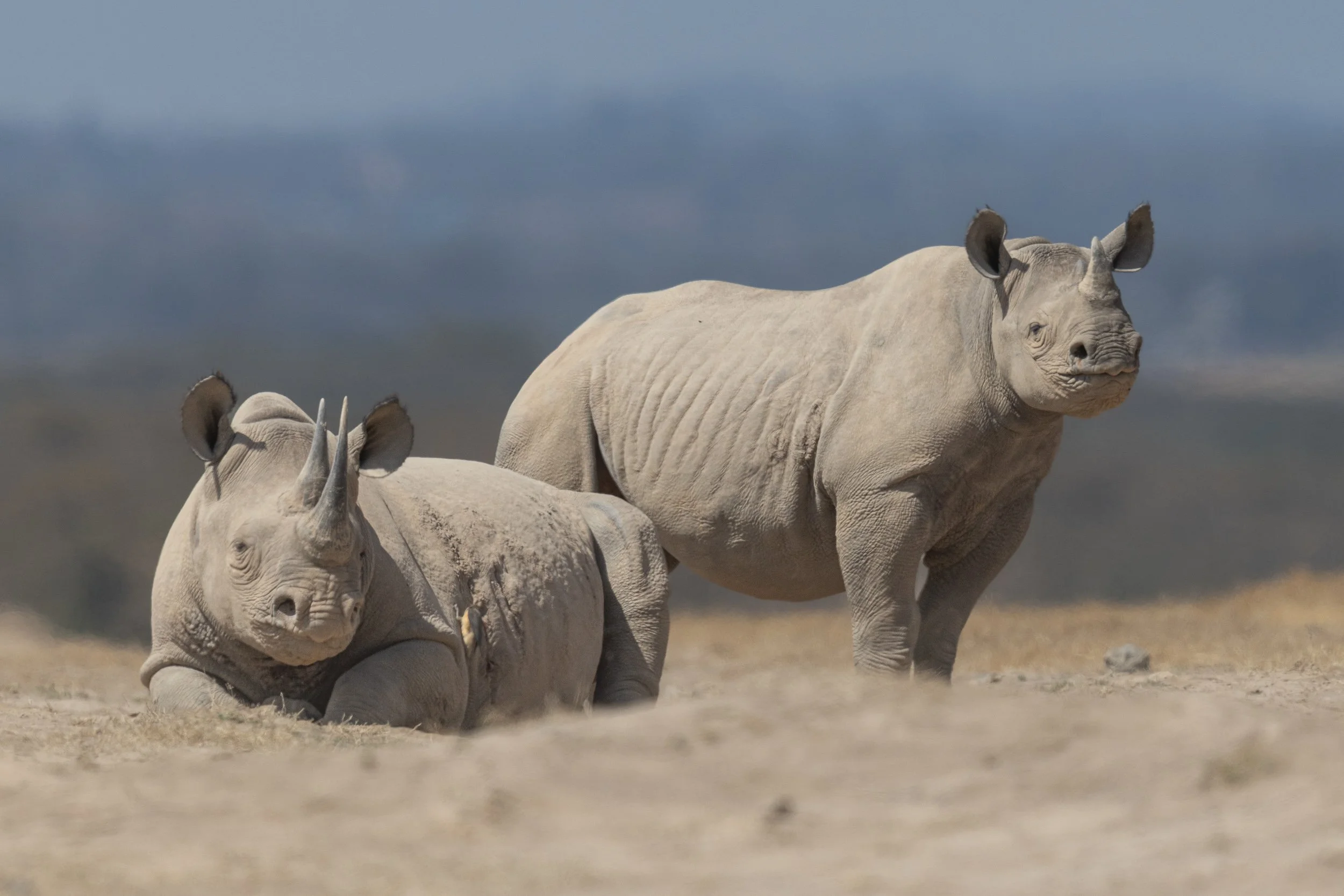 Black Rhinoceroses