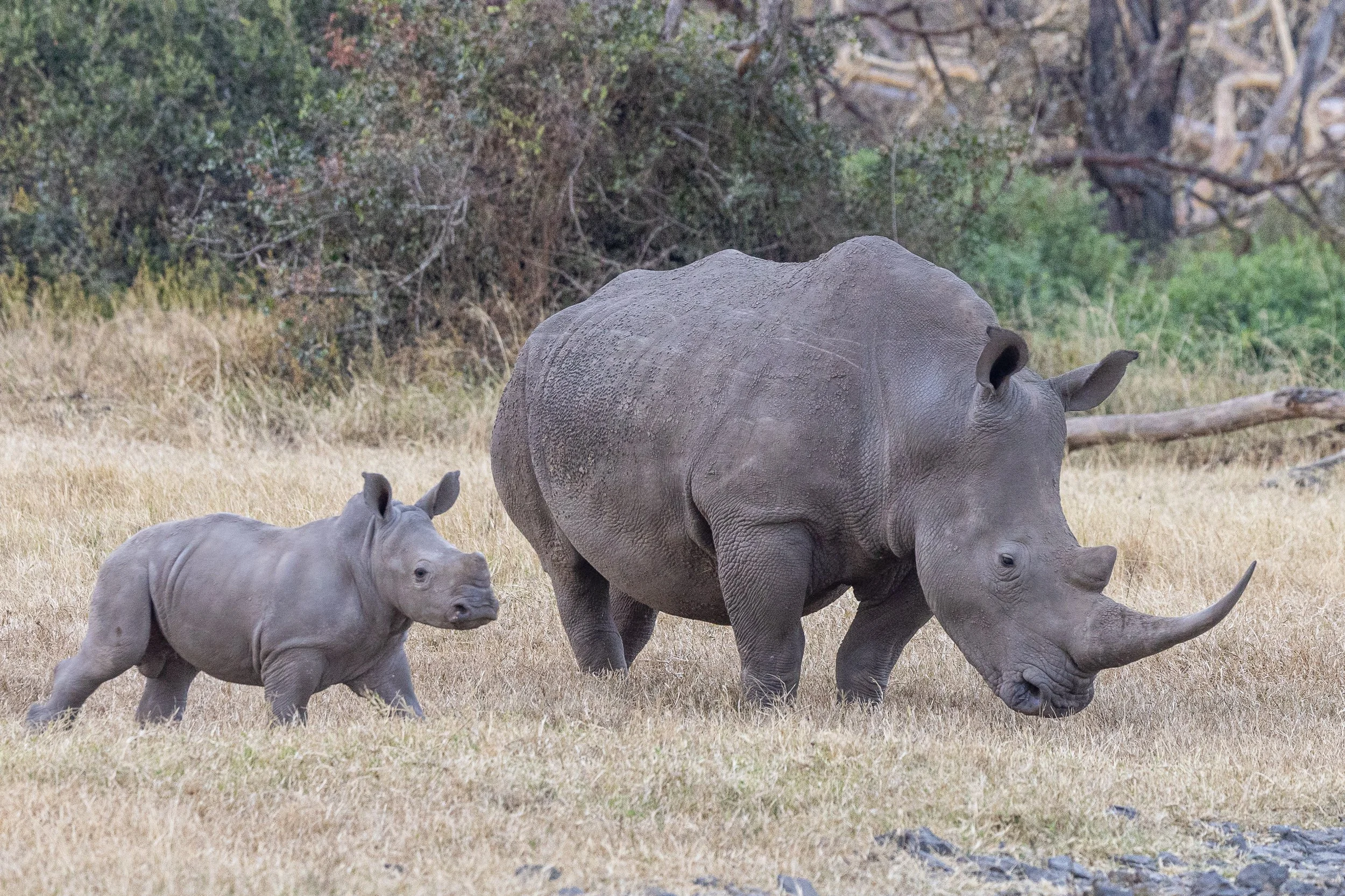 White Rhinoceros - mother & young calf
