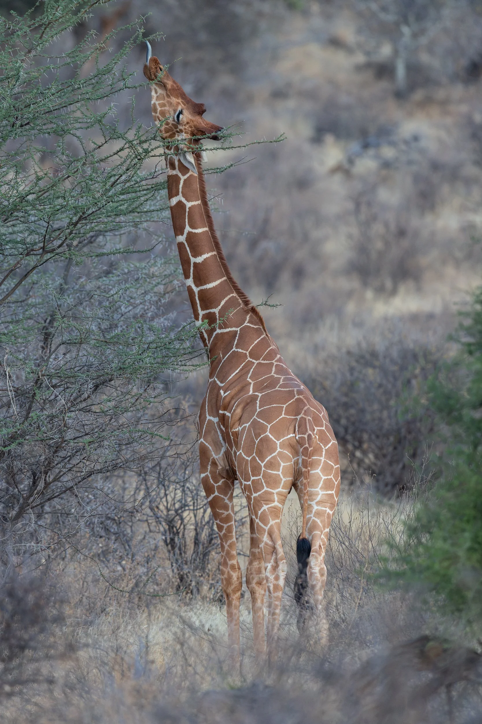 Reticulated Giraffe