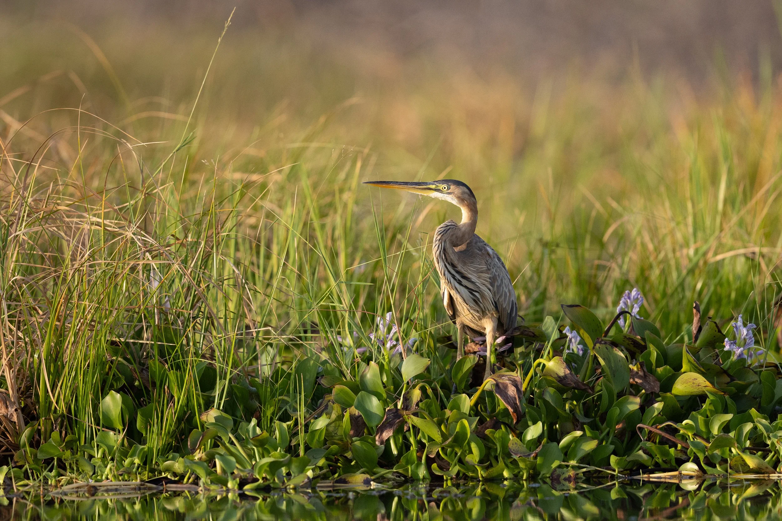 Purple Heron