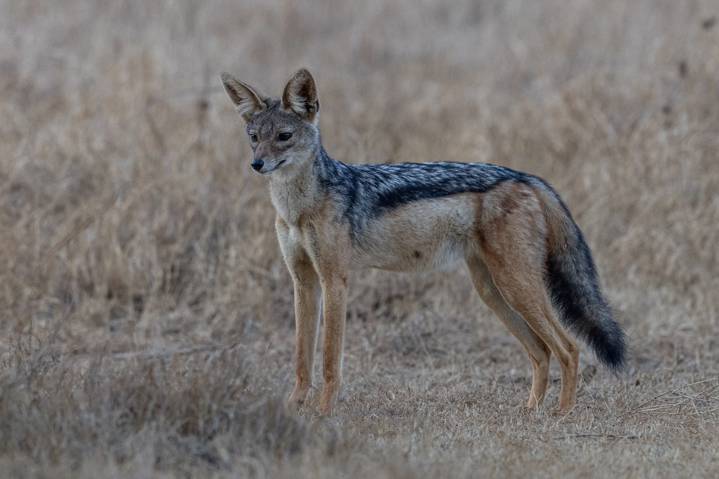 Black-backed Jackal