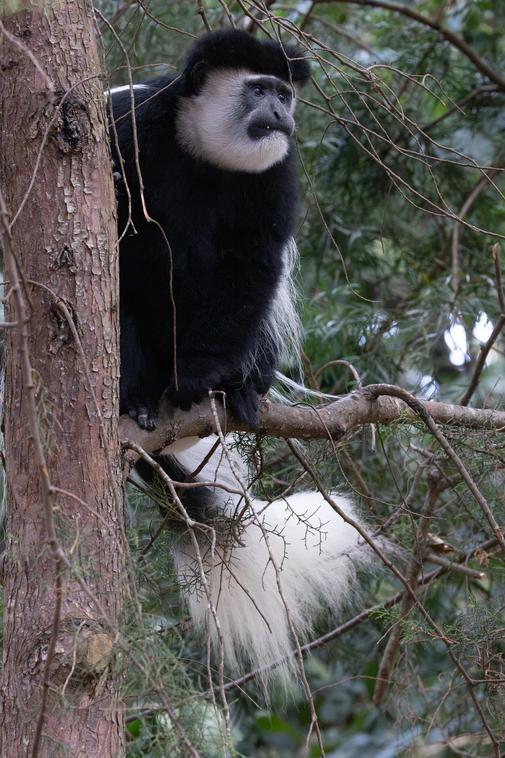 Black-and-white Colobus Monkey