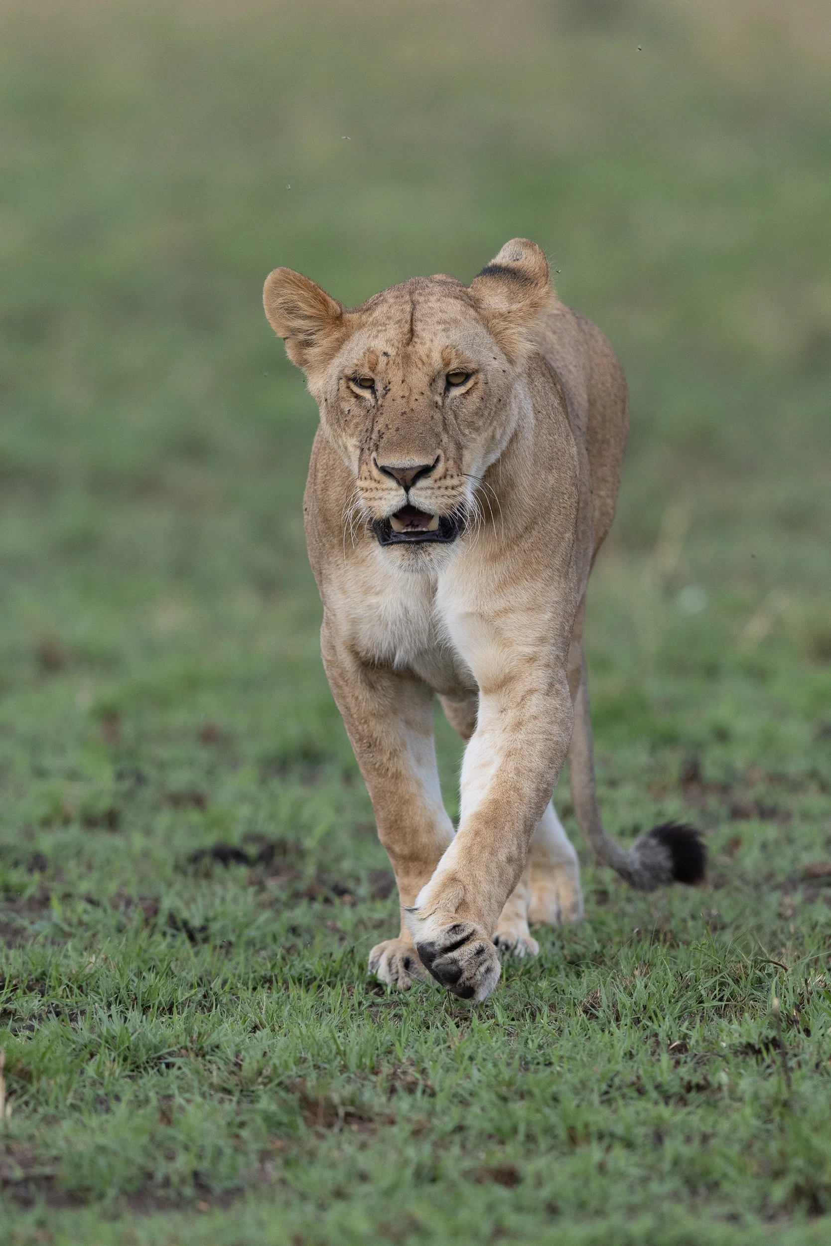 African lioness