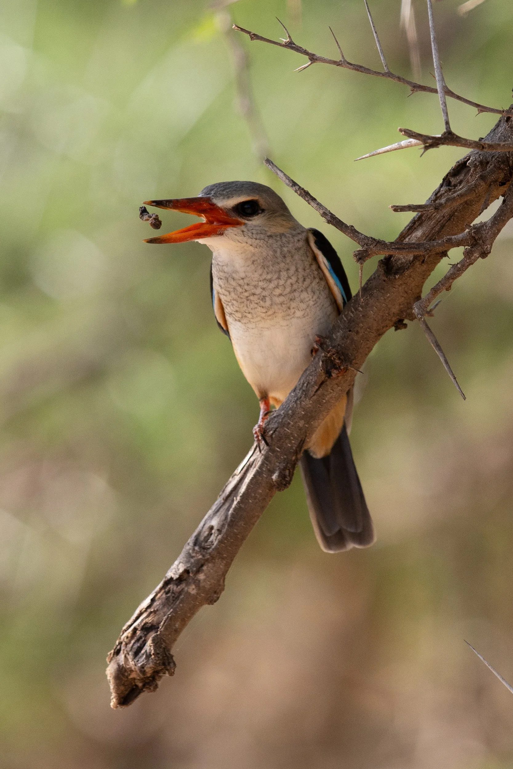 Grey-headed Kingfisher eating a bug