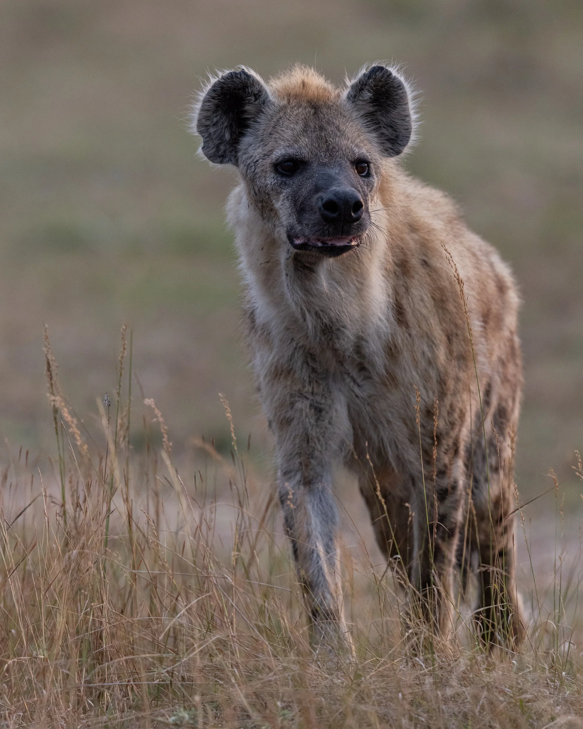 Spotted Hyena