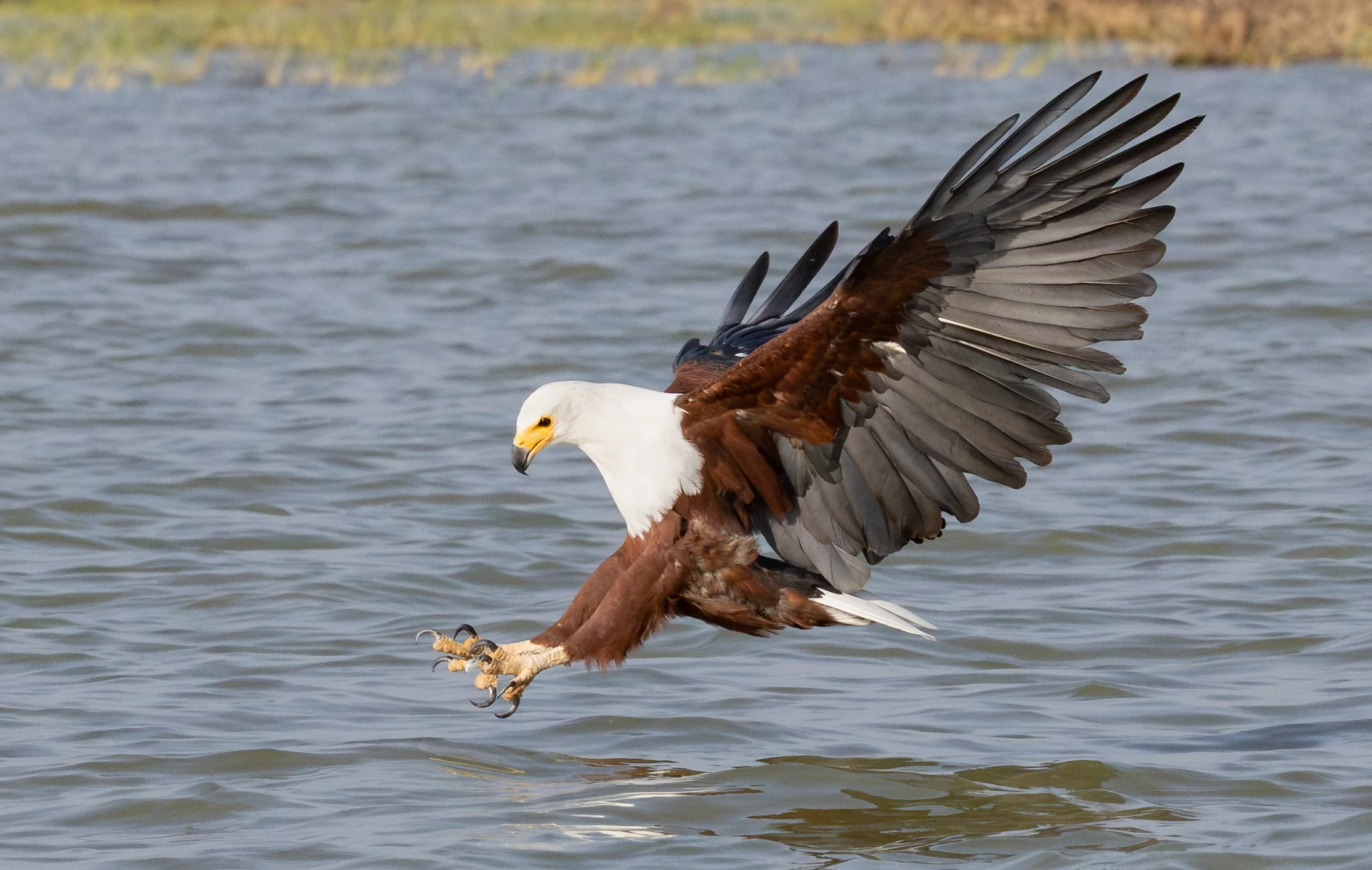 African Fish Eagle