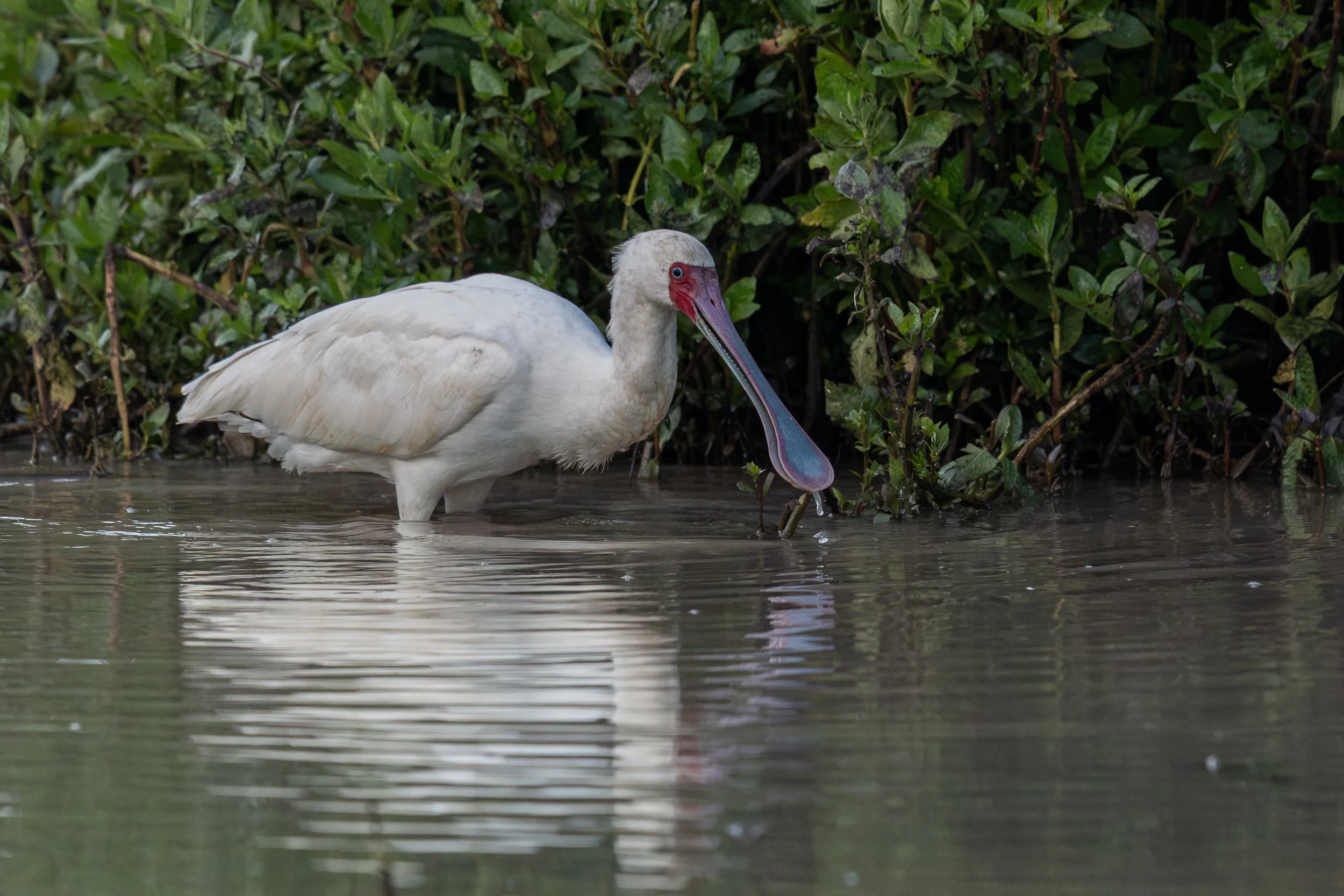 African Spoonbill