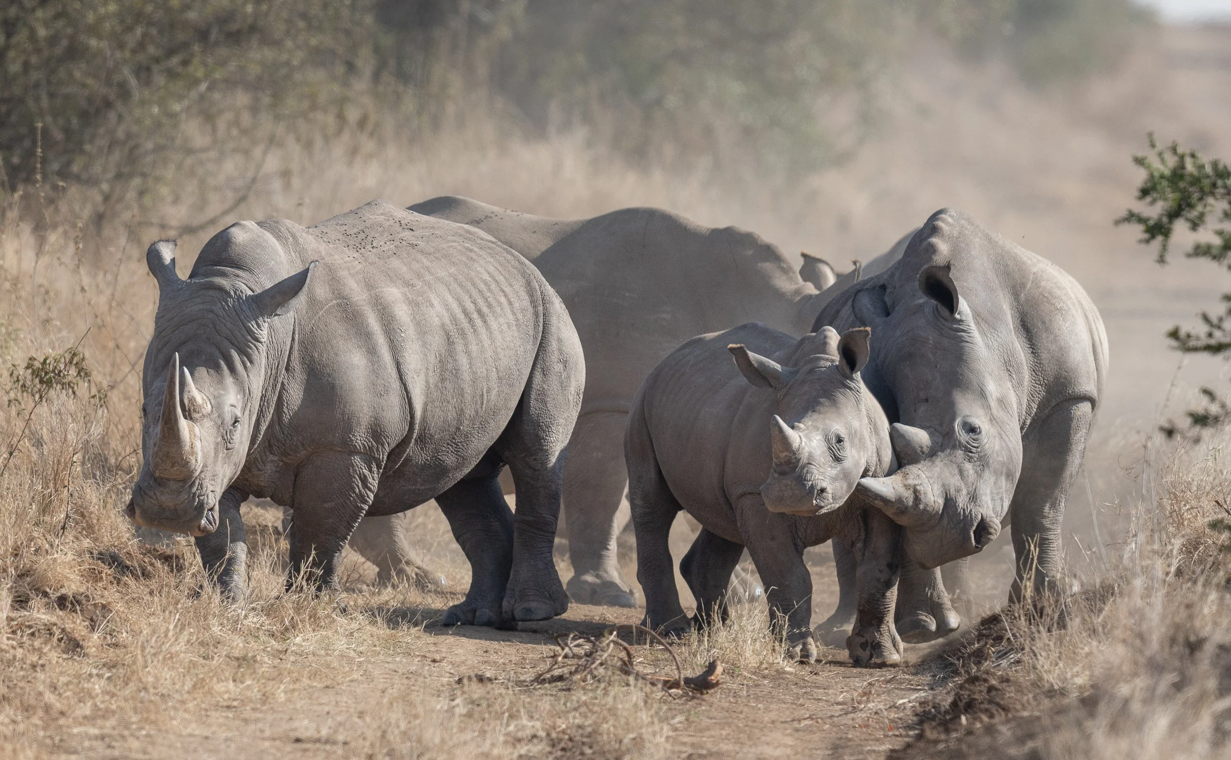 White Rhinoceros with calf 