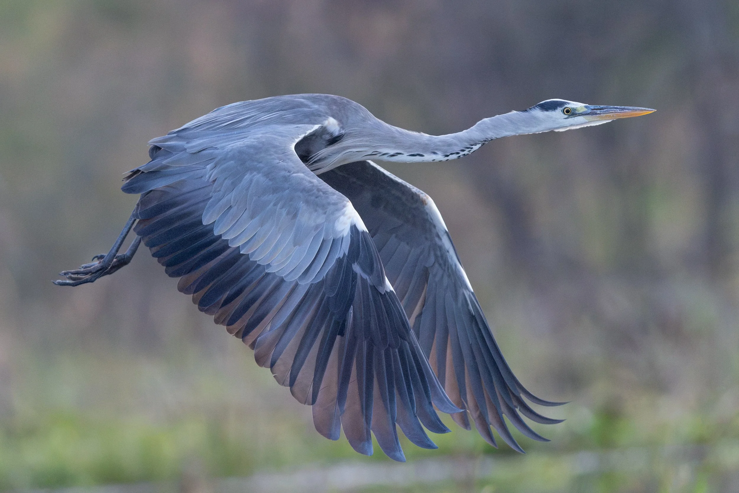 Grey Heron