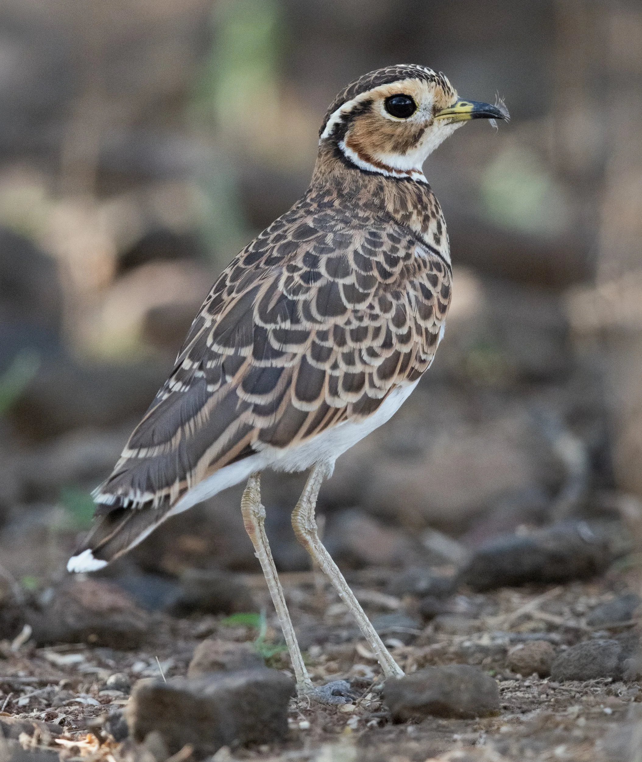 Double-banded Courser