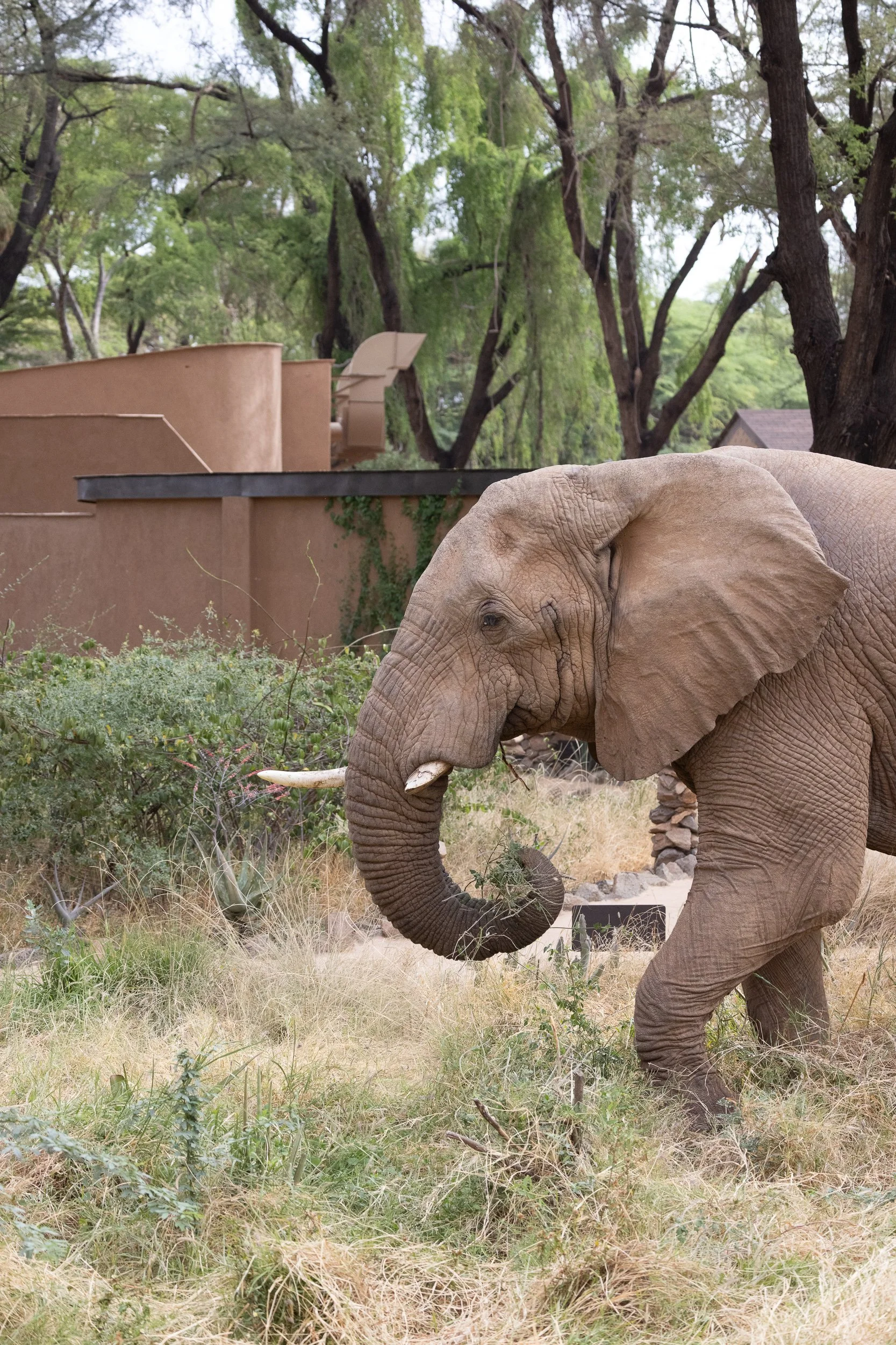 African Bush Elephant outside our front door