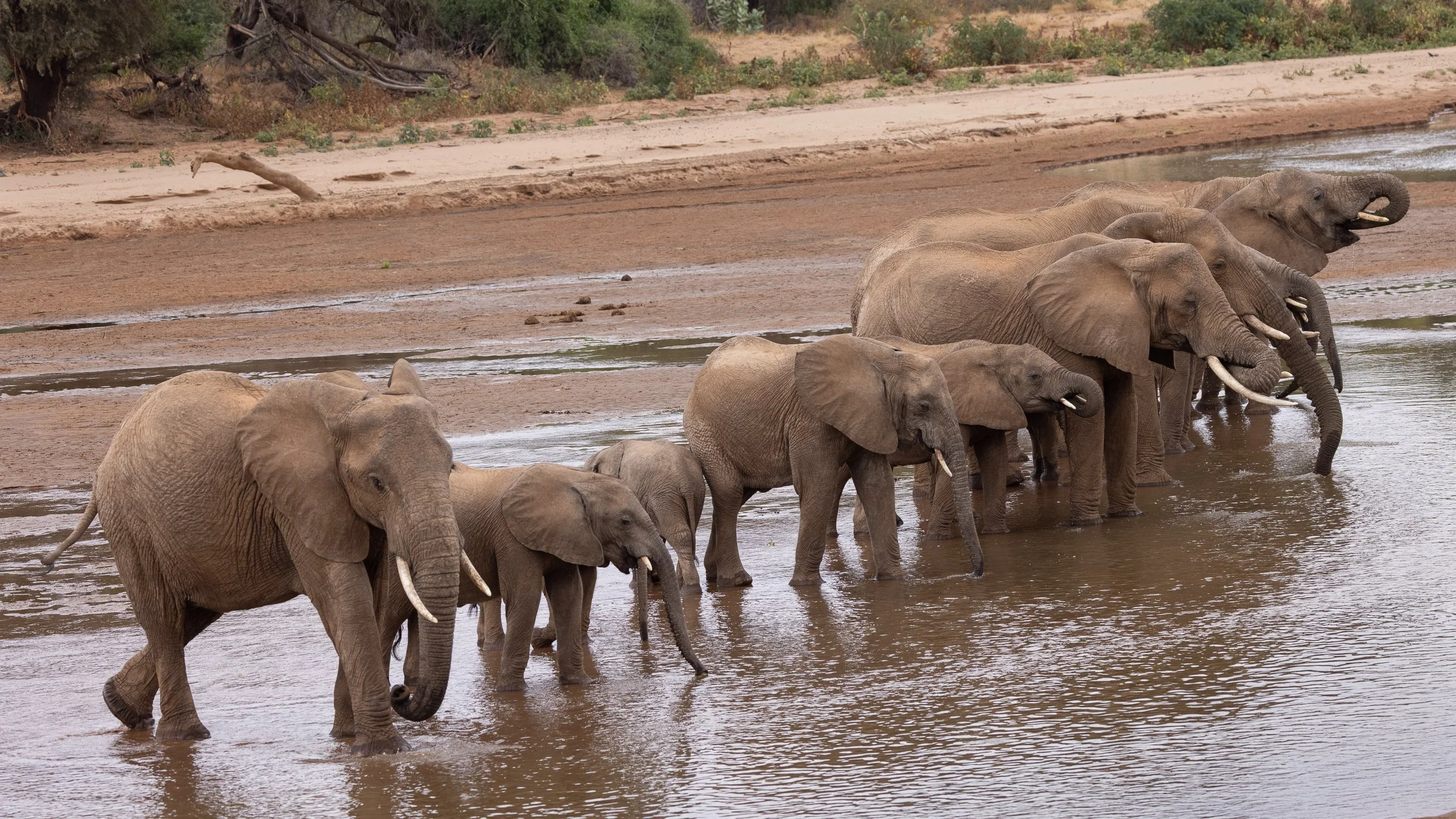 Line of African Bush Elephant