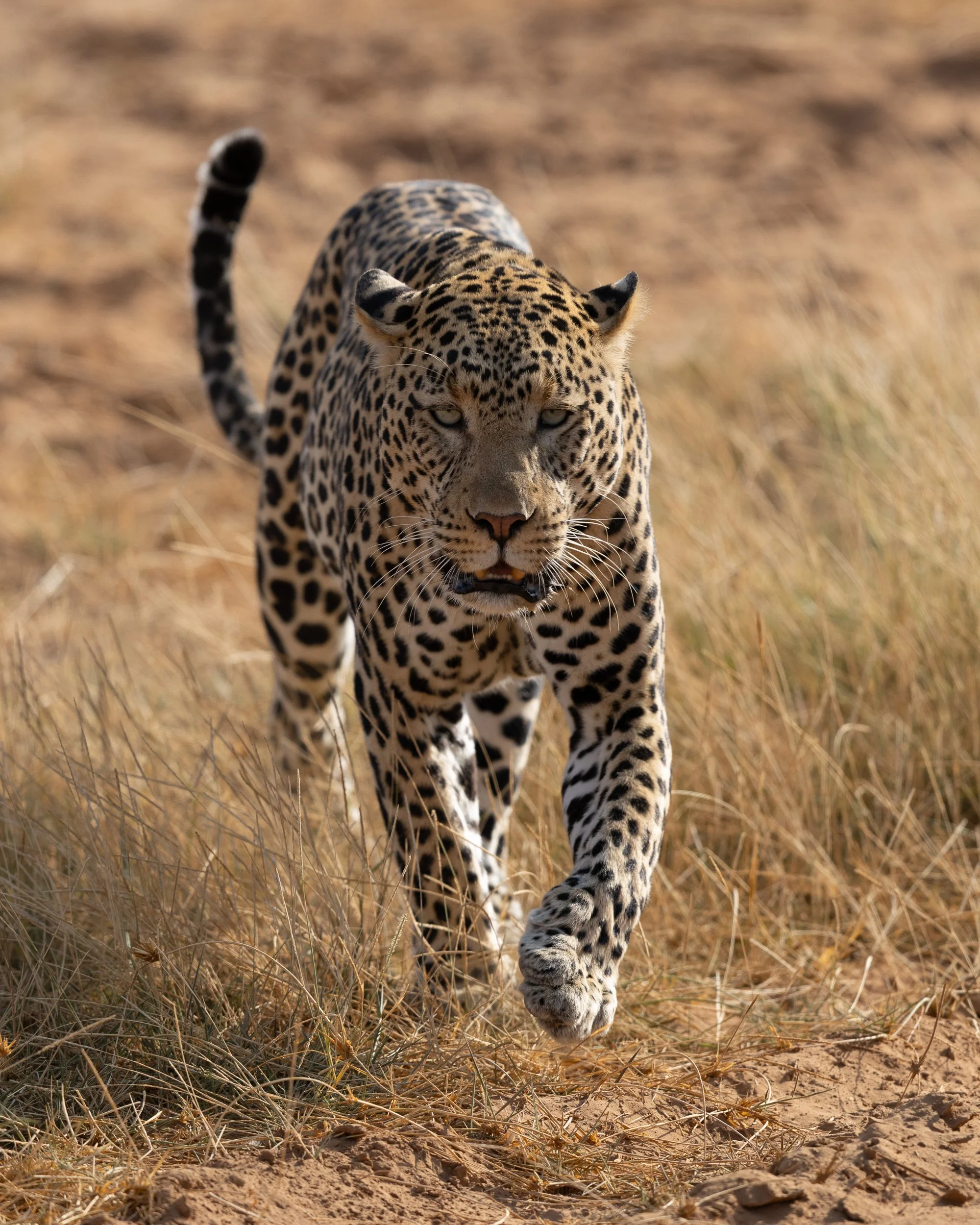 African Leopard