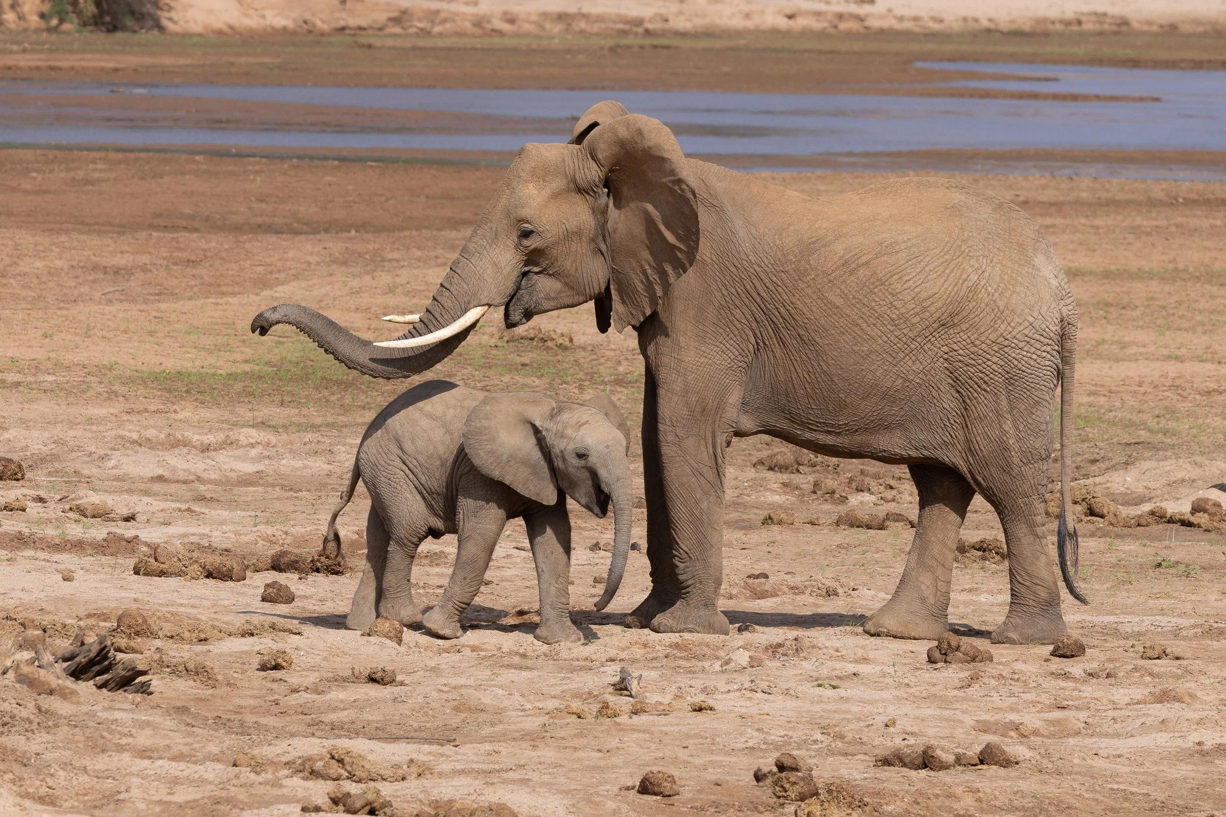 African Bush Elephant