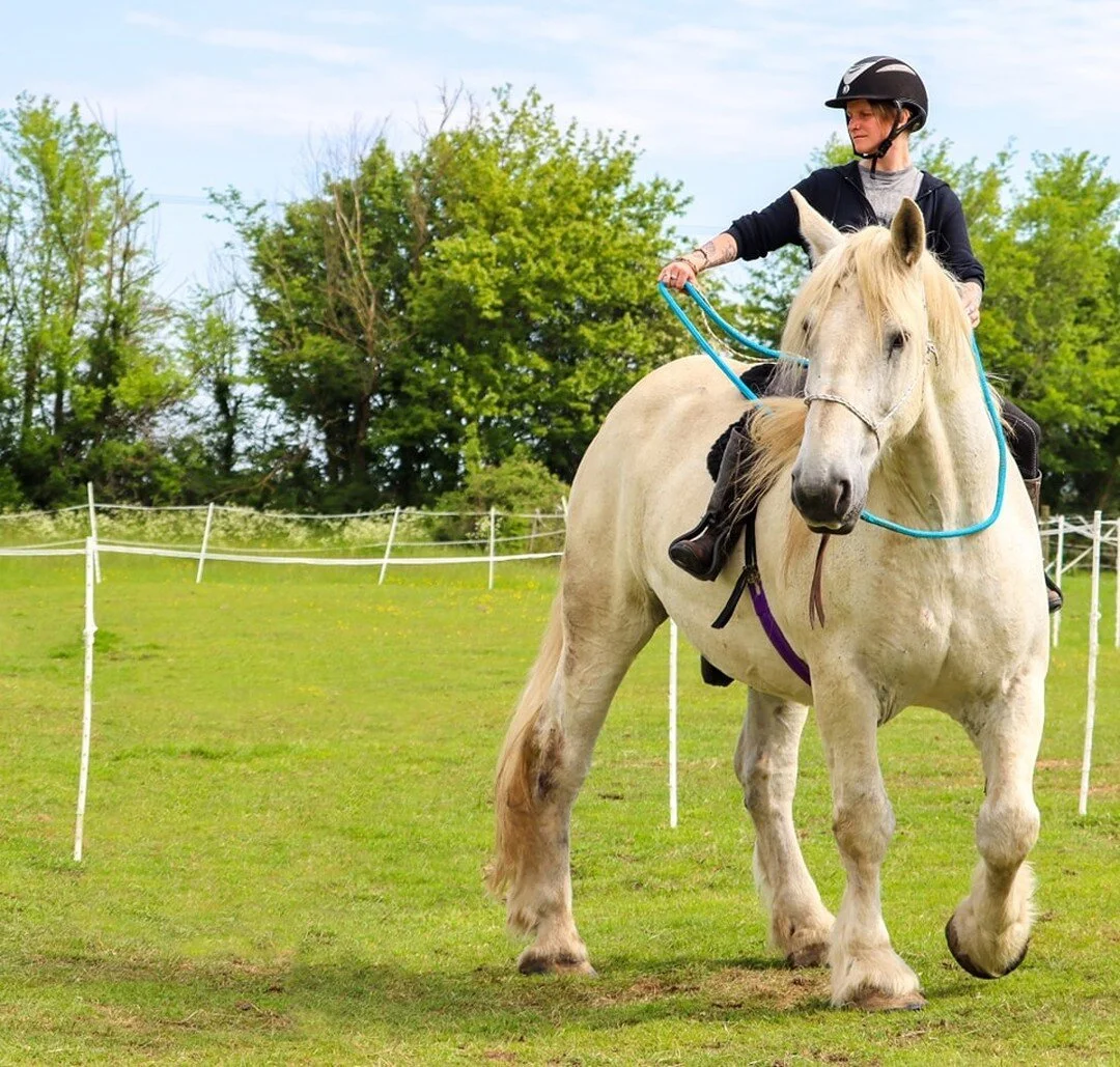 I'm so proud of this boy 🥰 

This handsome giant is Thor and he belongs to a close friend of mine. His a lovely cuddly boy but when I first met Thor he was a big fire breathing dragon who was always on edge. He was always stepping on heels and runni