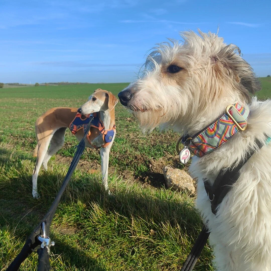 These two are two peas in a pod! Always getting each other in trouble 😂 

Do you have double trouble at home? 

#dogs #dog #canine #littleandlarge #terribletwos #lurcher #sighthounds #sighthoundsofinstagram #sighthoundsofinsta #pet #pettraining #pet