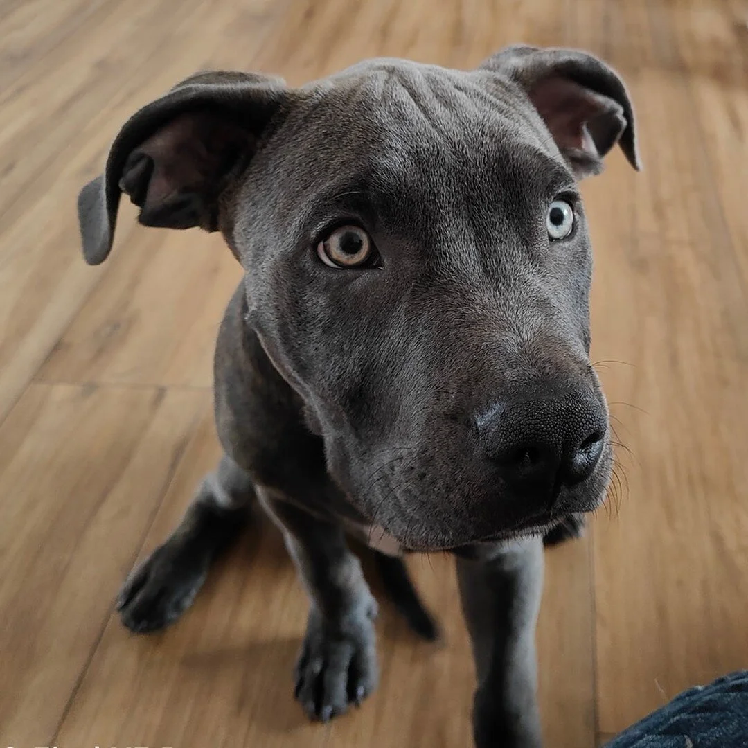 Isn't Blue the cutest 😍

#puppy #puppylove #puppiesofinstagram #puppytraining #puppynutrition #puppynutritionmatters #puppydiet #puppybehaviour #pettraining #petbehavior #petbehaviourist #dog #cat #horse #training #nutrition #behavioir #behaviour #t